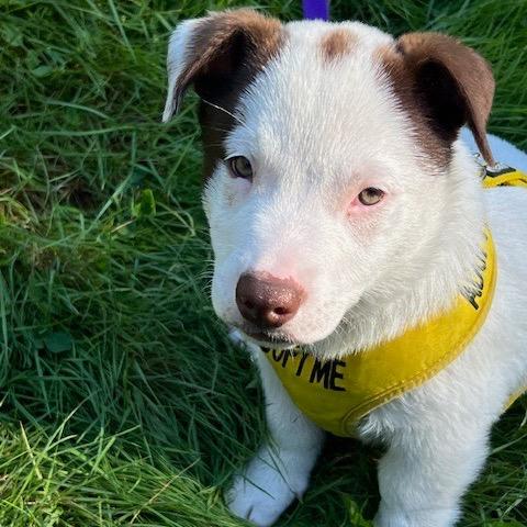 Enlarge Acorn, a Adoptable Mixed Breed in Tacoma, WA image 4/5