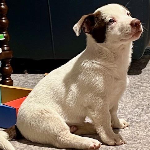 Enlarge Acorn, a Adoptable Mixed Breed in Tacoma, WA image 5/5