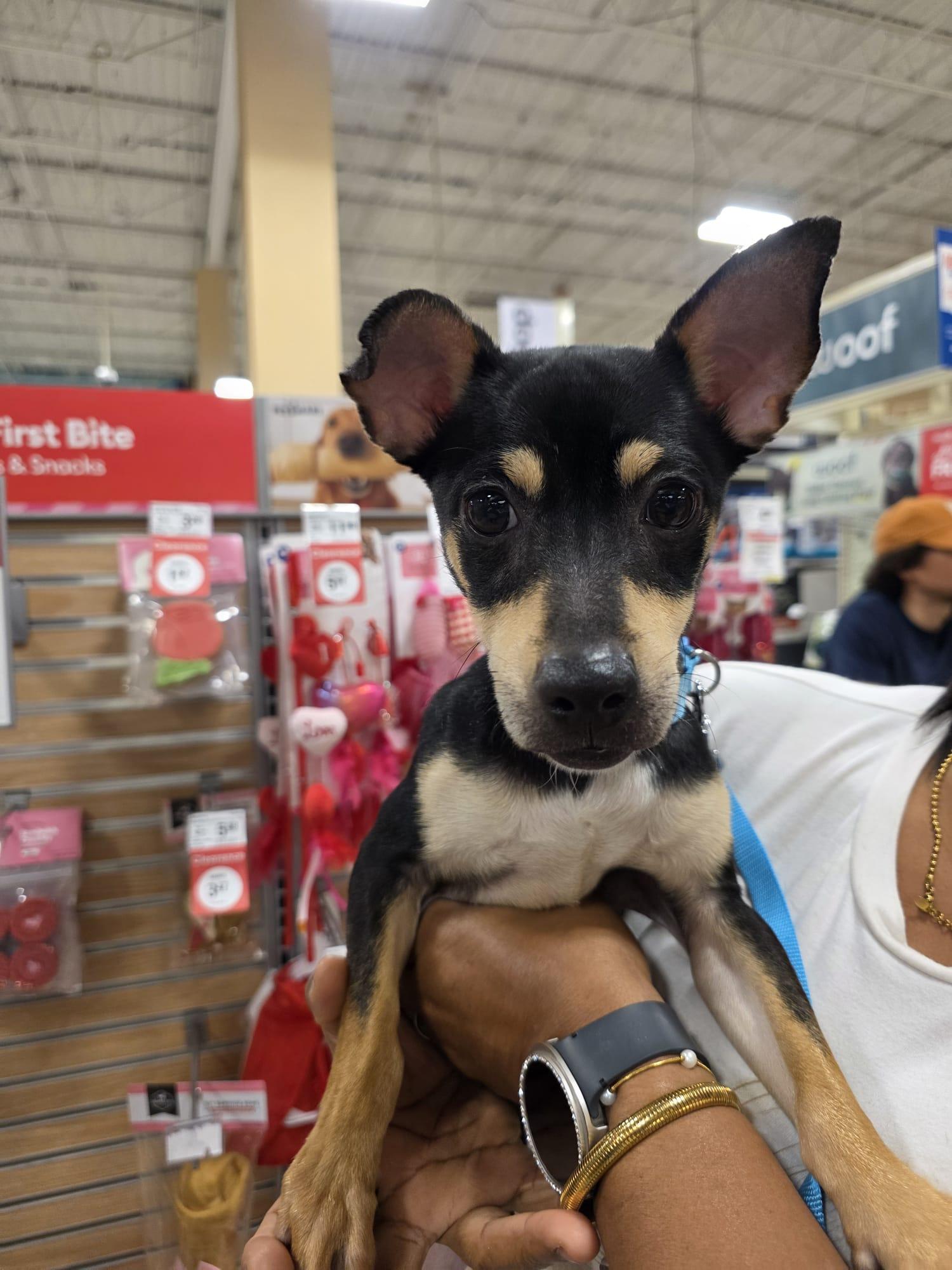 Enlarge Floyd, a Adoptable mixed breed in Albion, NY image 2/3