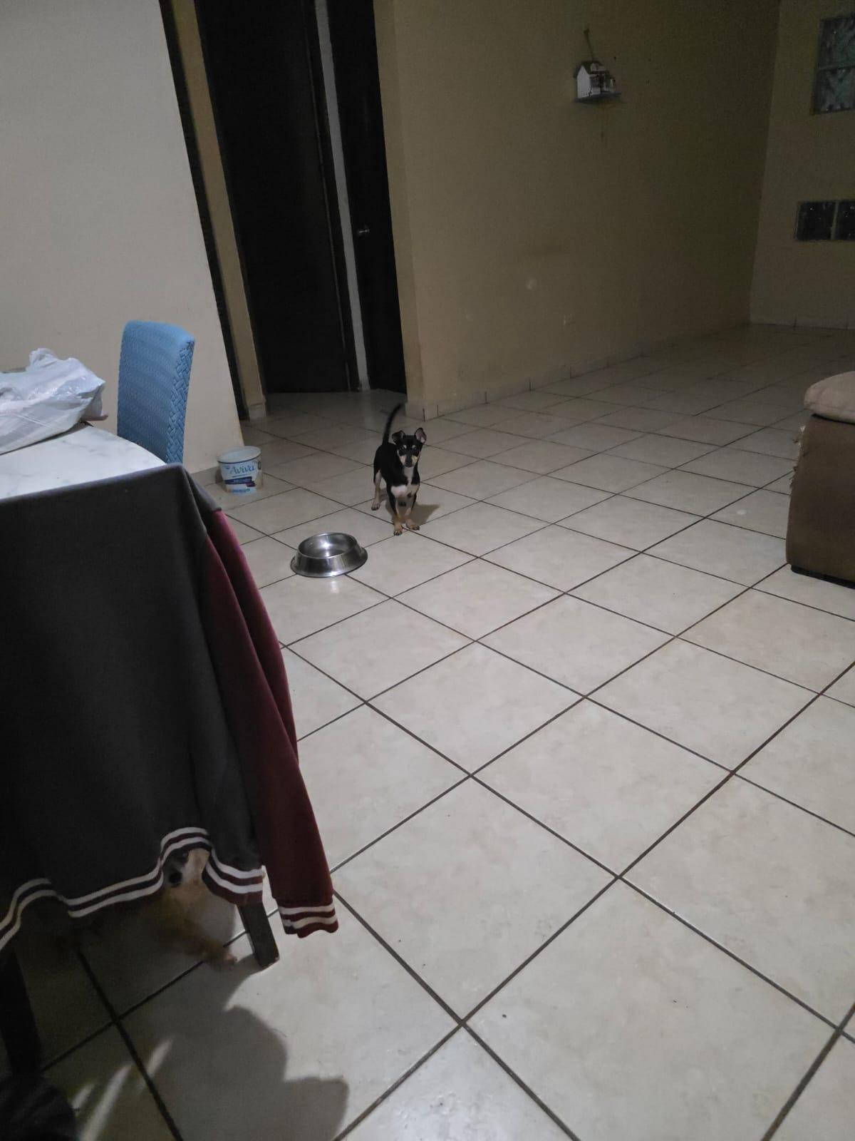 Enlarge Floyd, a Adoptable mixed breed in Albion, NY image 3/3