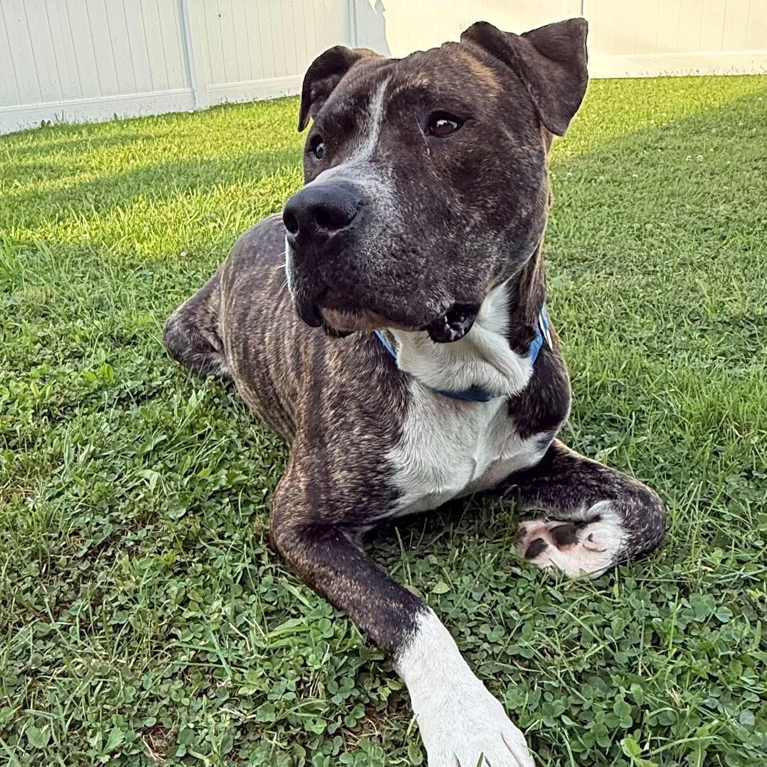 Enlarge Roscoe, a Adoptable mixed breed in Springville, NY image 3/6