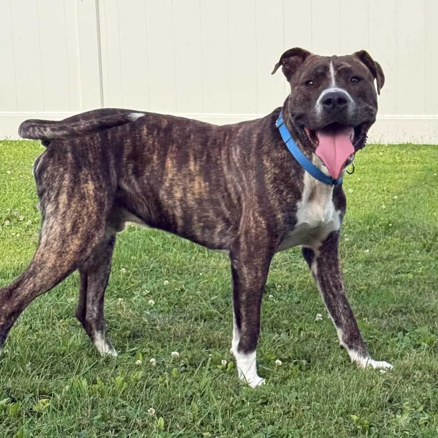 Enlarge Roscoe, a Adoptable mixed breed in Springville, NY image 2/6