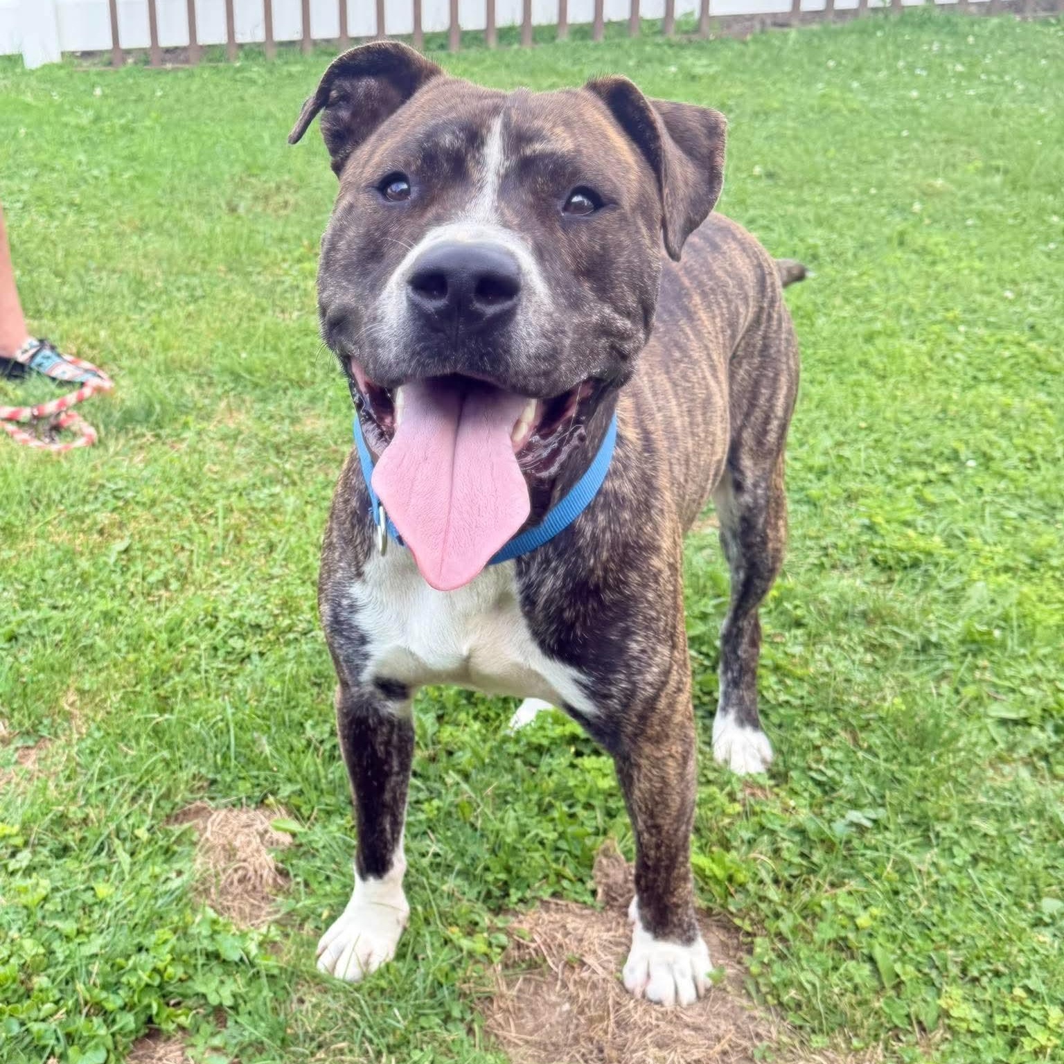Roscoe, Adoptable, Young Male Pit Bull Terrier.