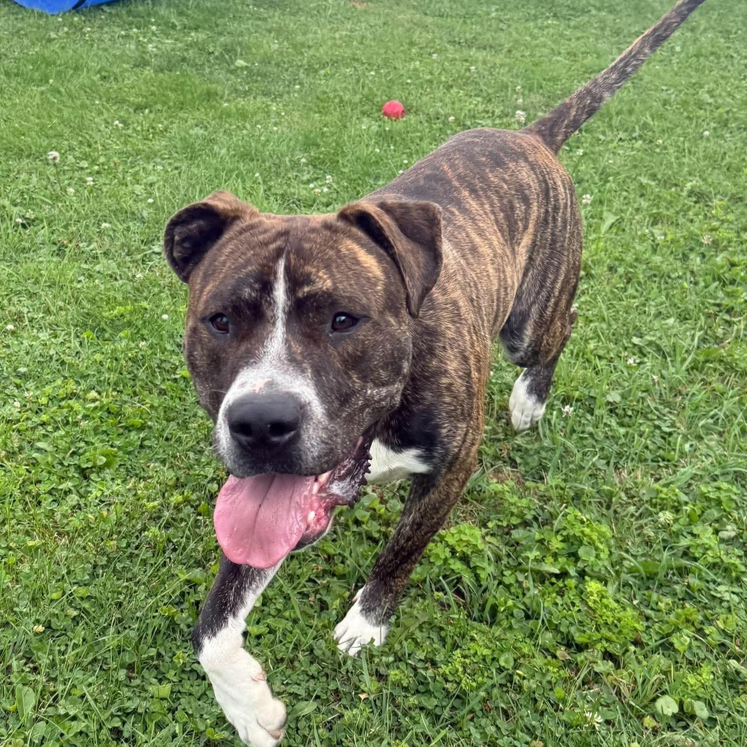 Enlarge Roscoe, a Adoptable mixed breed in Springville, NY image 5/6