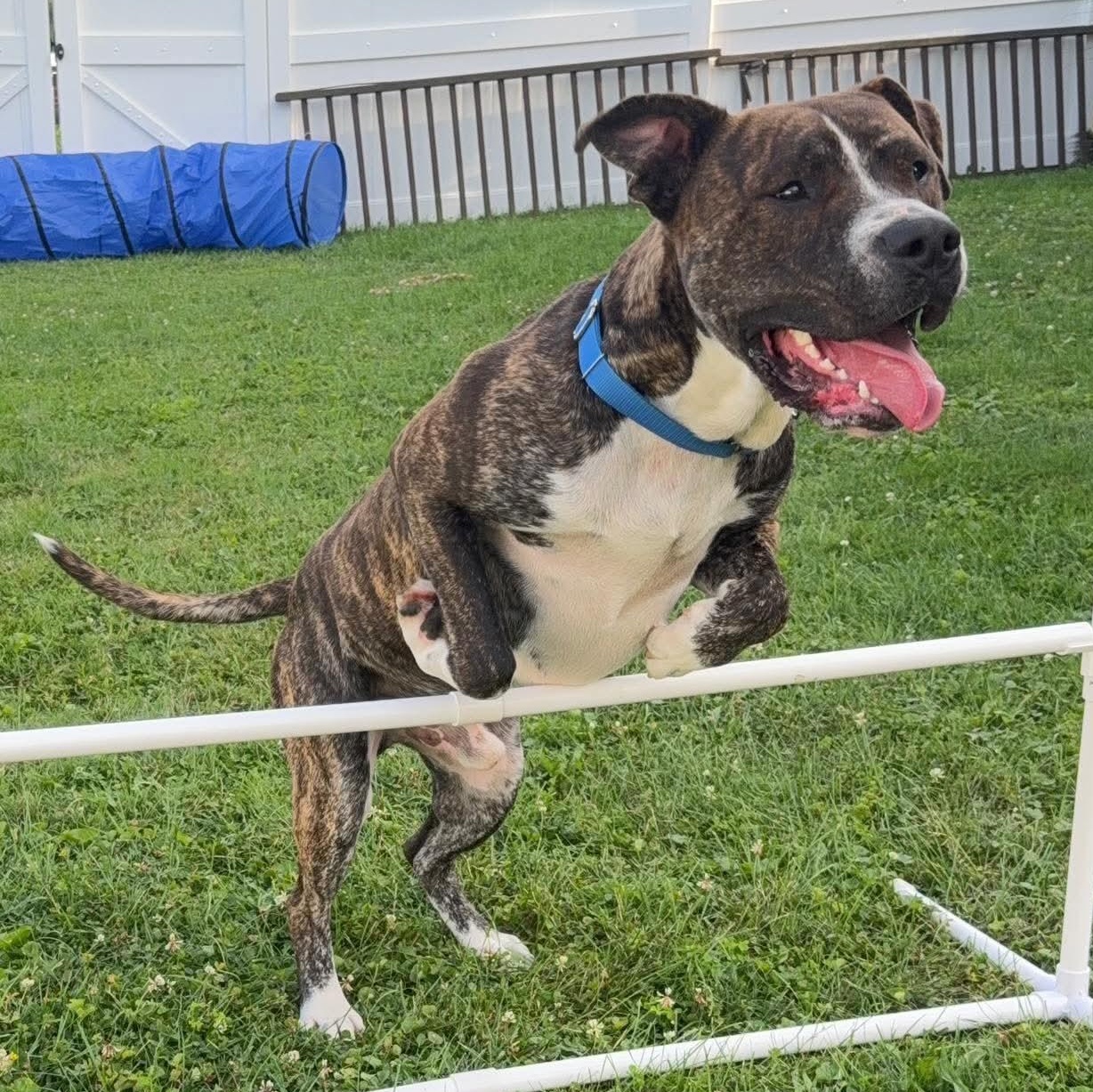 Enlarge Roscoe, a Adoptable mixed breed in Springville, NY image 4/6