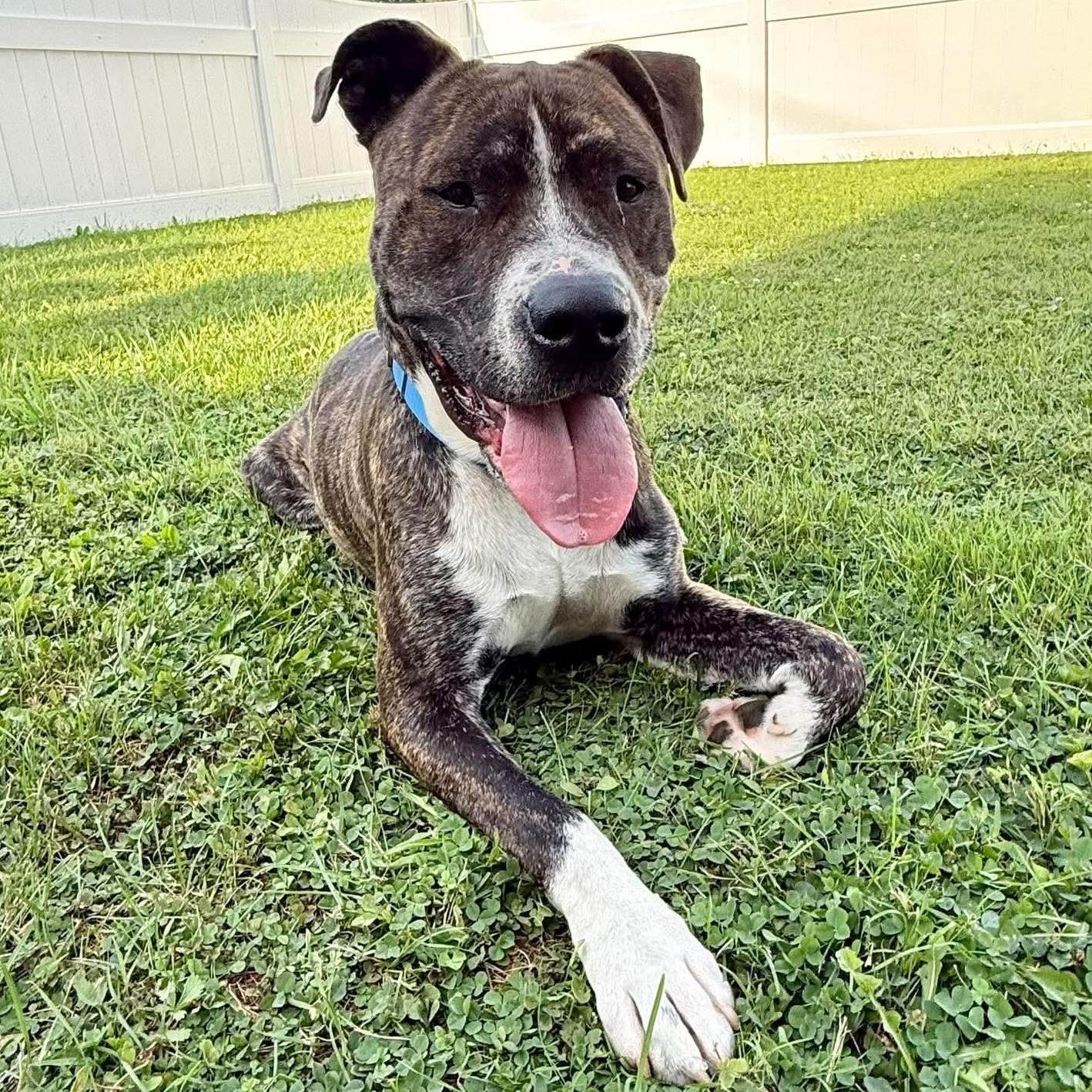 Enlarge Roscoe, a Adoptable mixed breed in Springville, NY image 6/6