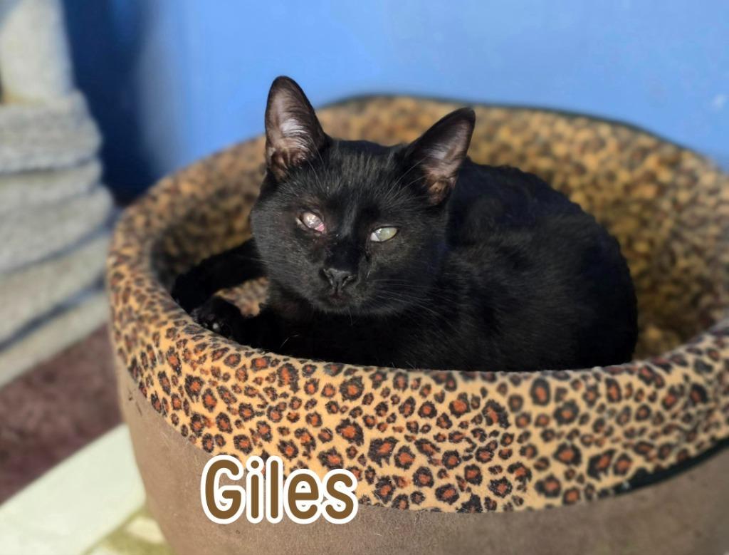 Giles, Adoptable, Young Male Domestic Short Hair.