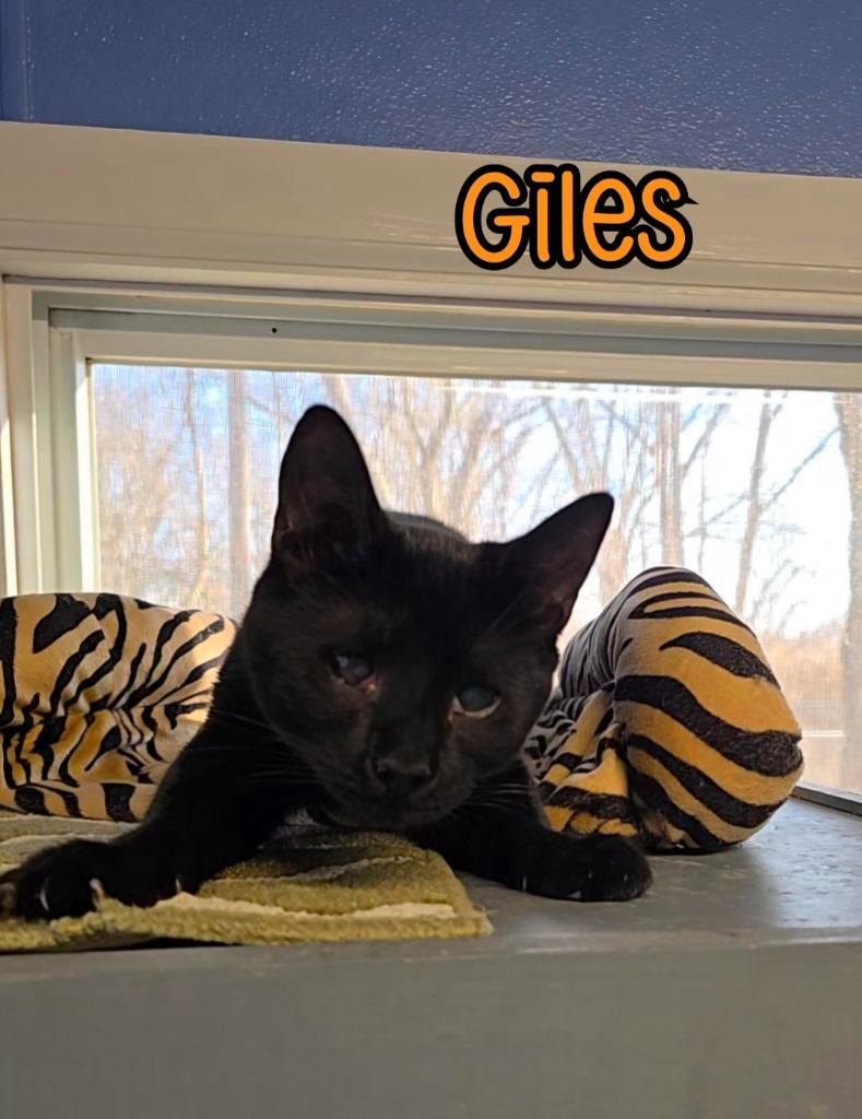 Enlarge Giles, a Adoptable mixed breed in Port Clinton, OH image 3/6