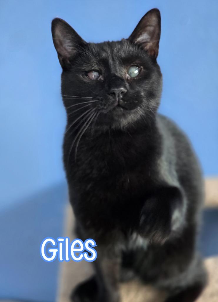 Enlarge Giles, a Adoptable mixed breed in Port Clinton, OH image 4/6