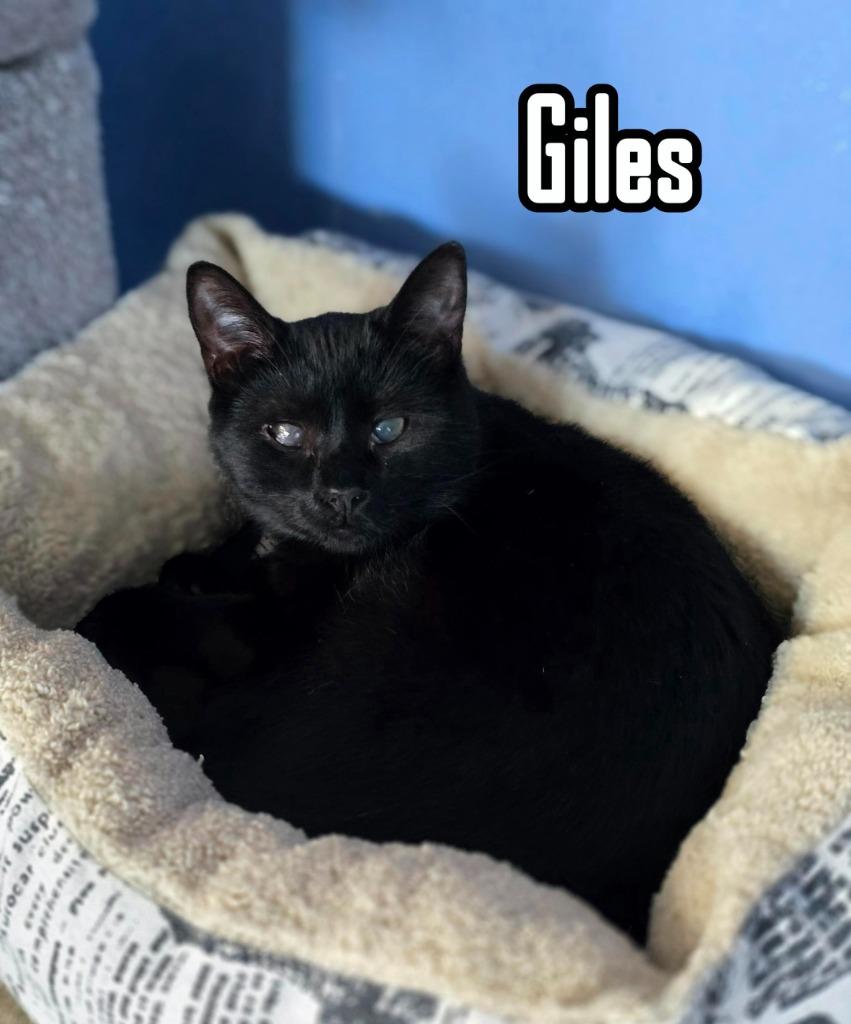 Enlarge Giles, a Adoptable mixed breed in Port Clinton, OH image 5/6