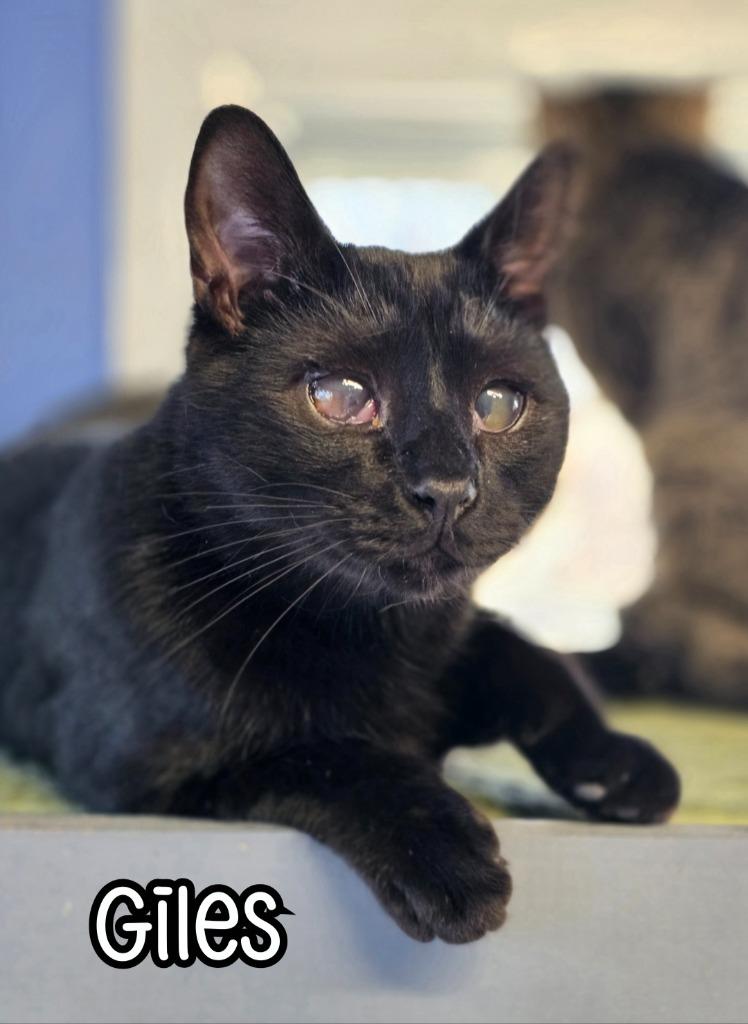 Enlarge Giles, a Adoptable mixed breed in Port Clinton, OH image 3/6