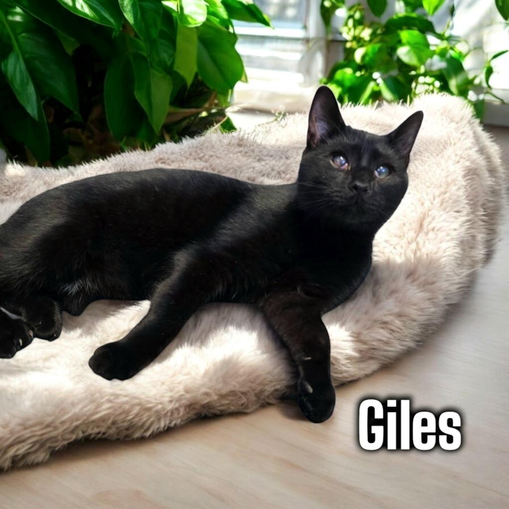 Enlarge Giles, a Adoptable mixed breed in Port Clinton, OH image 4/6
