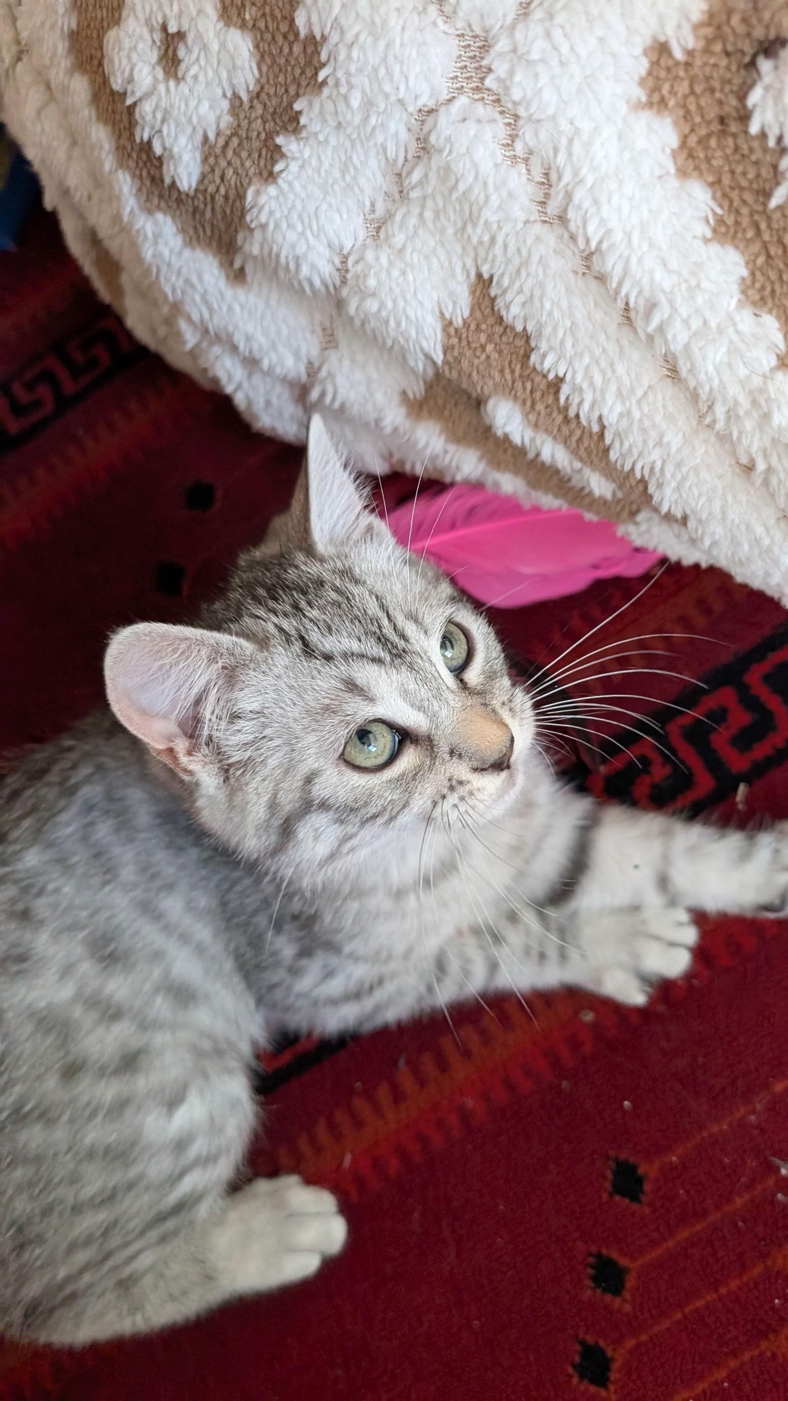 Enlarge Alaska, a Adopted Domestic Short Hair in Montreal, QC image 1/3