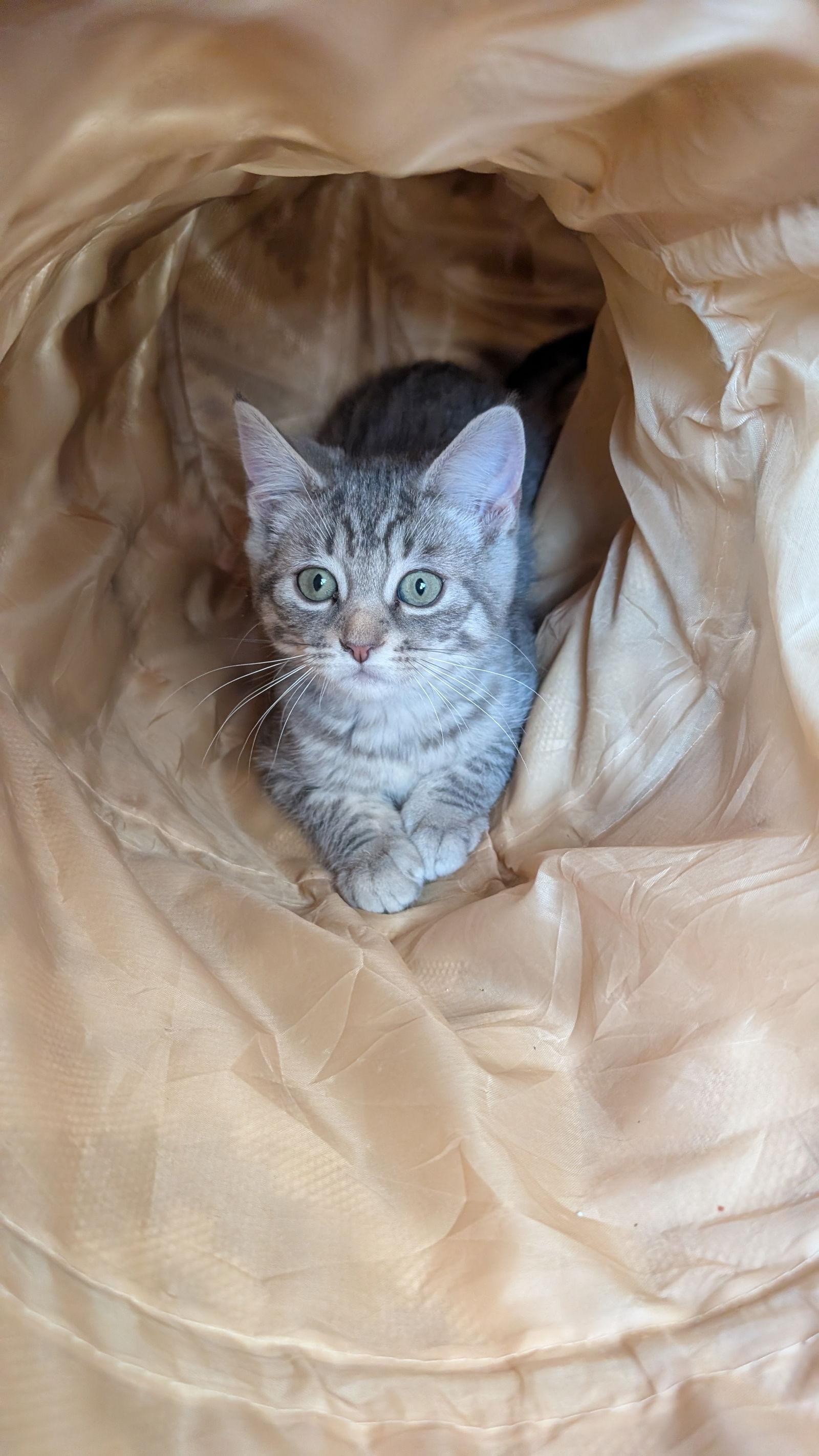 Enlarge Alaska, a Adopted Domestic Short Hair in Montreal, QC image 3/3