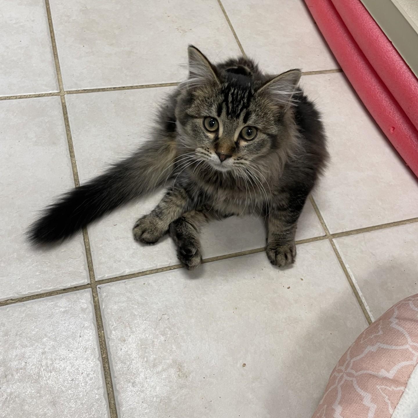 Enlarge MAYE, an adopted mixed breed in Gardner, MA image 2/2