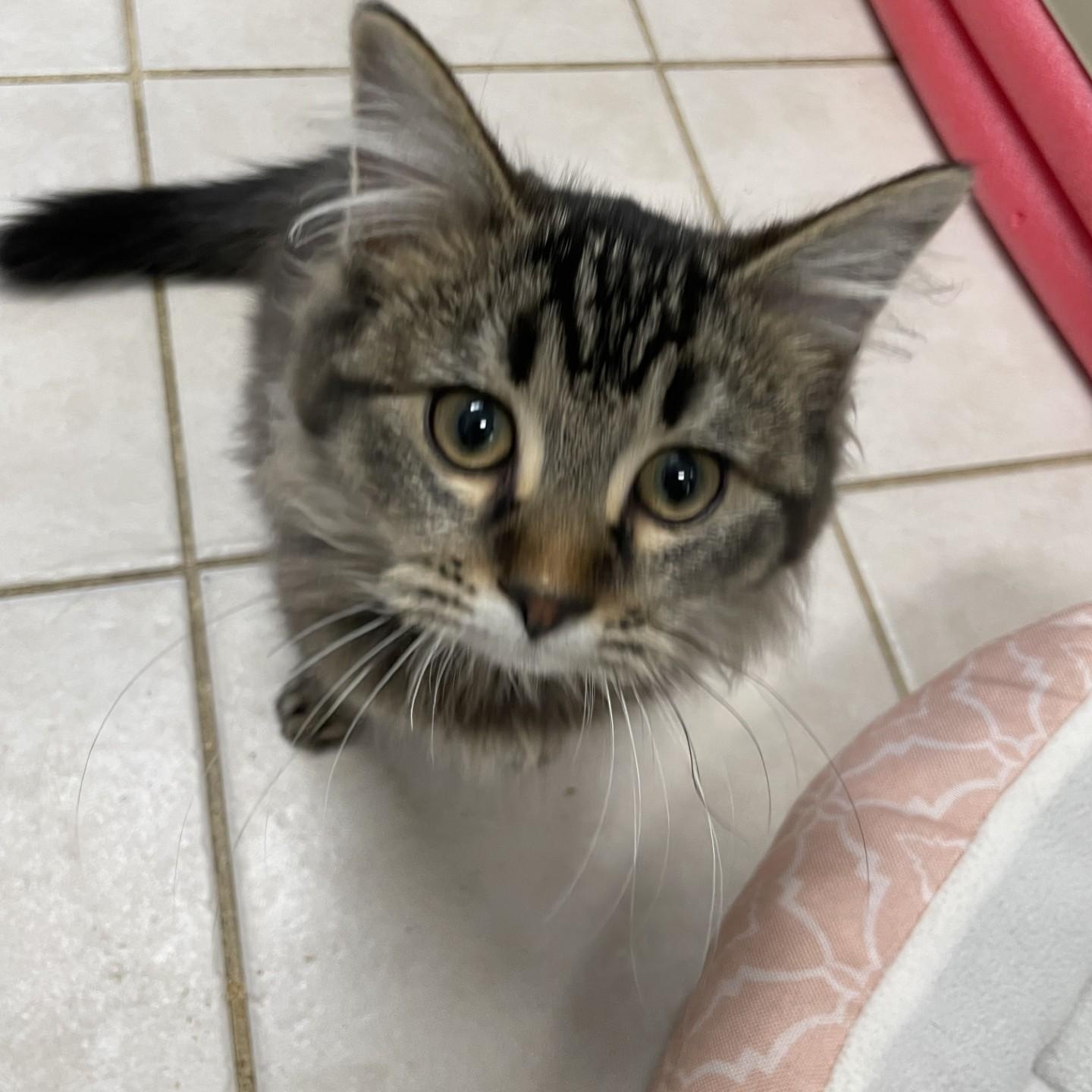 MAYE, adopted, Young Male Ragdoll & Maine Coon.