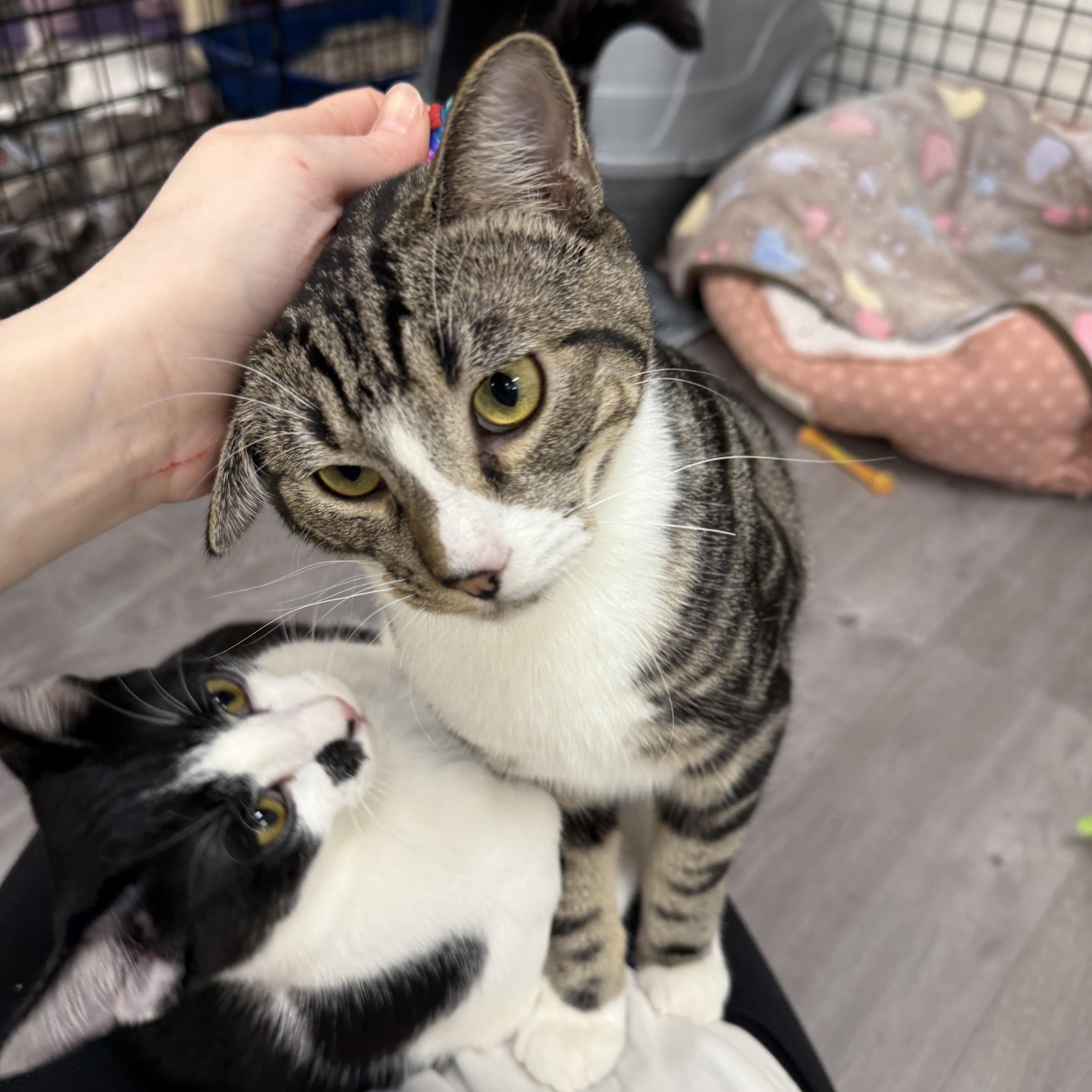 Fishbone, an adopted Domestic Short Hair in Walnut Creek, CA image 2/6