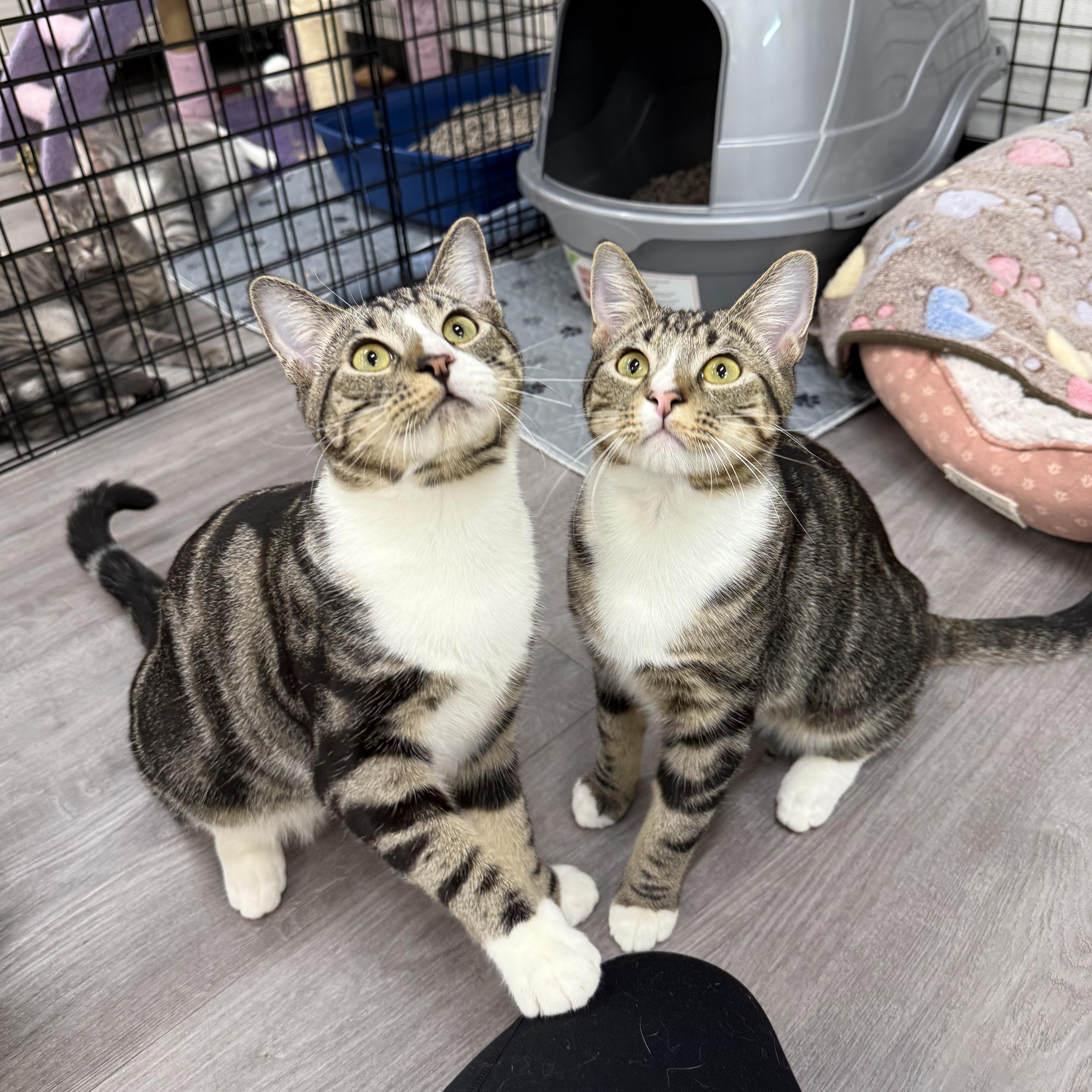 Fishbone, an adopted Domestic Short Hair in Walnut Creek, CA image 5/6