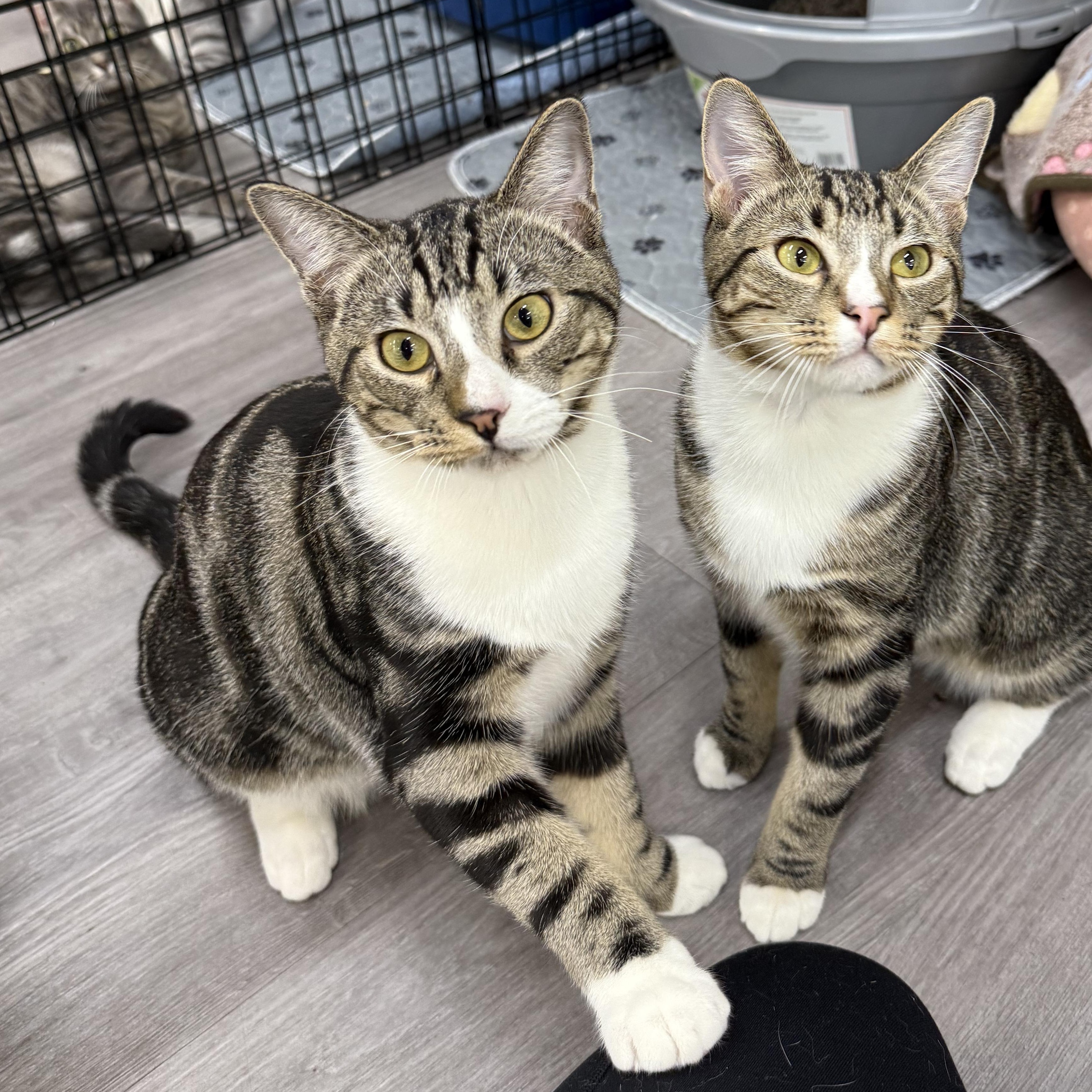 Fishbone, an adopted Domestic Short Hair in Walnut Creek, CA image 1/6