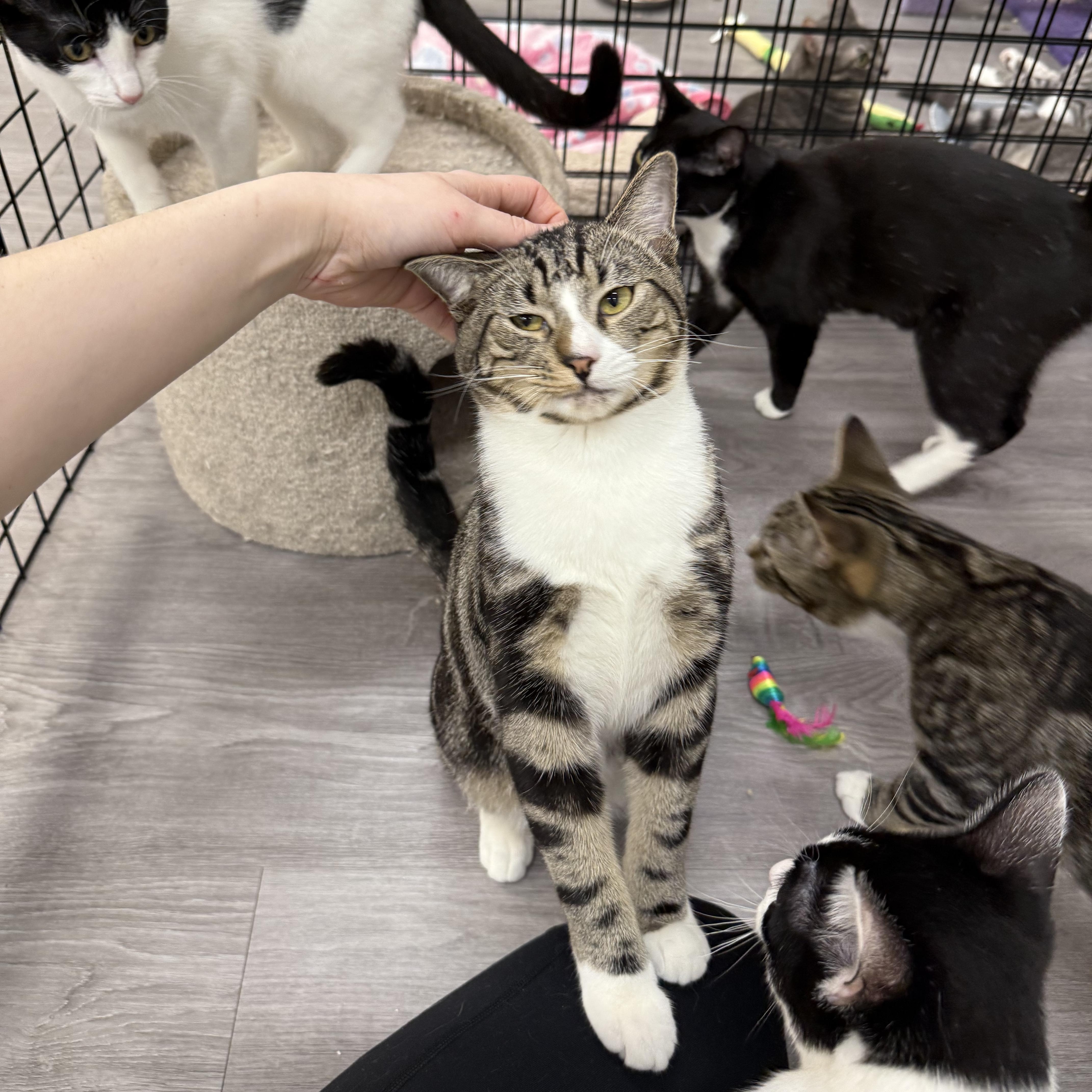 Fishbone, an adopted Domestic Short Hair in Walnut Creek, CA image 4/6