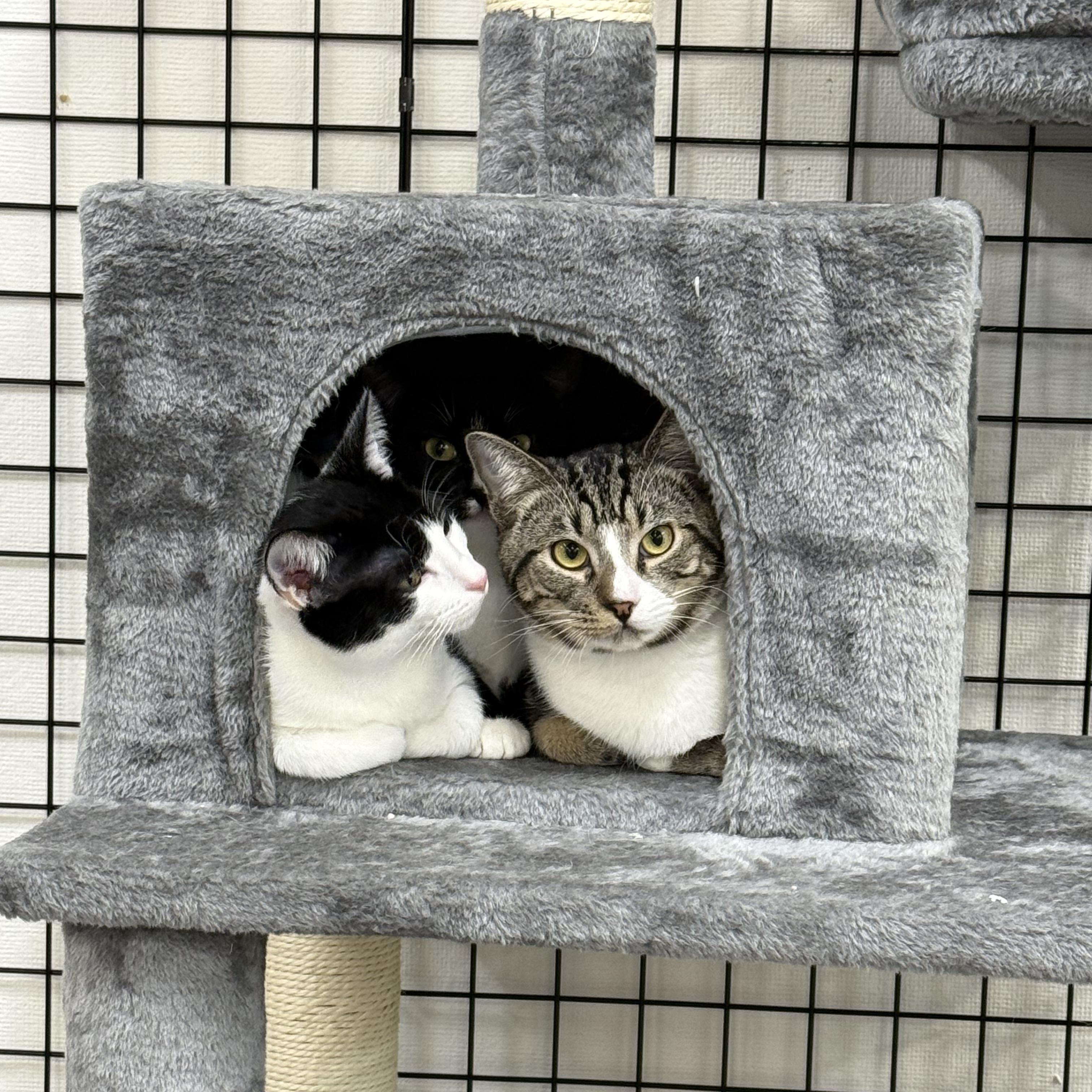 Fishbone, an adopted Domestic Short Hair in Walnut Creek, CA image 6/6