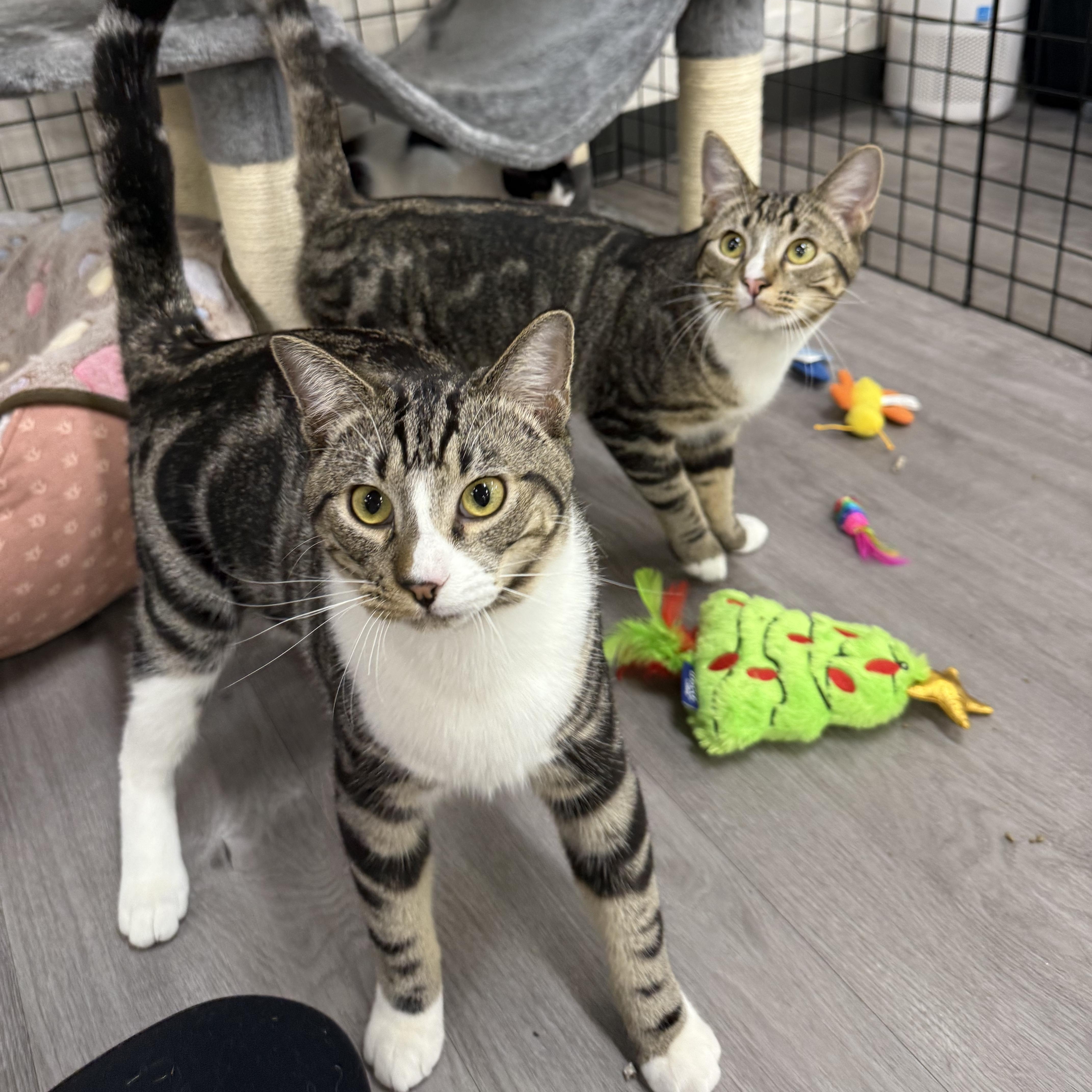 Fishbone, an adopted Domestic Short Hair in Walnut Creek, CA image 3/6