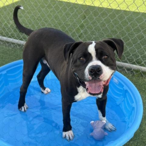 REGGIE, Adoptable, Adult Male Pit Bull Terrier.