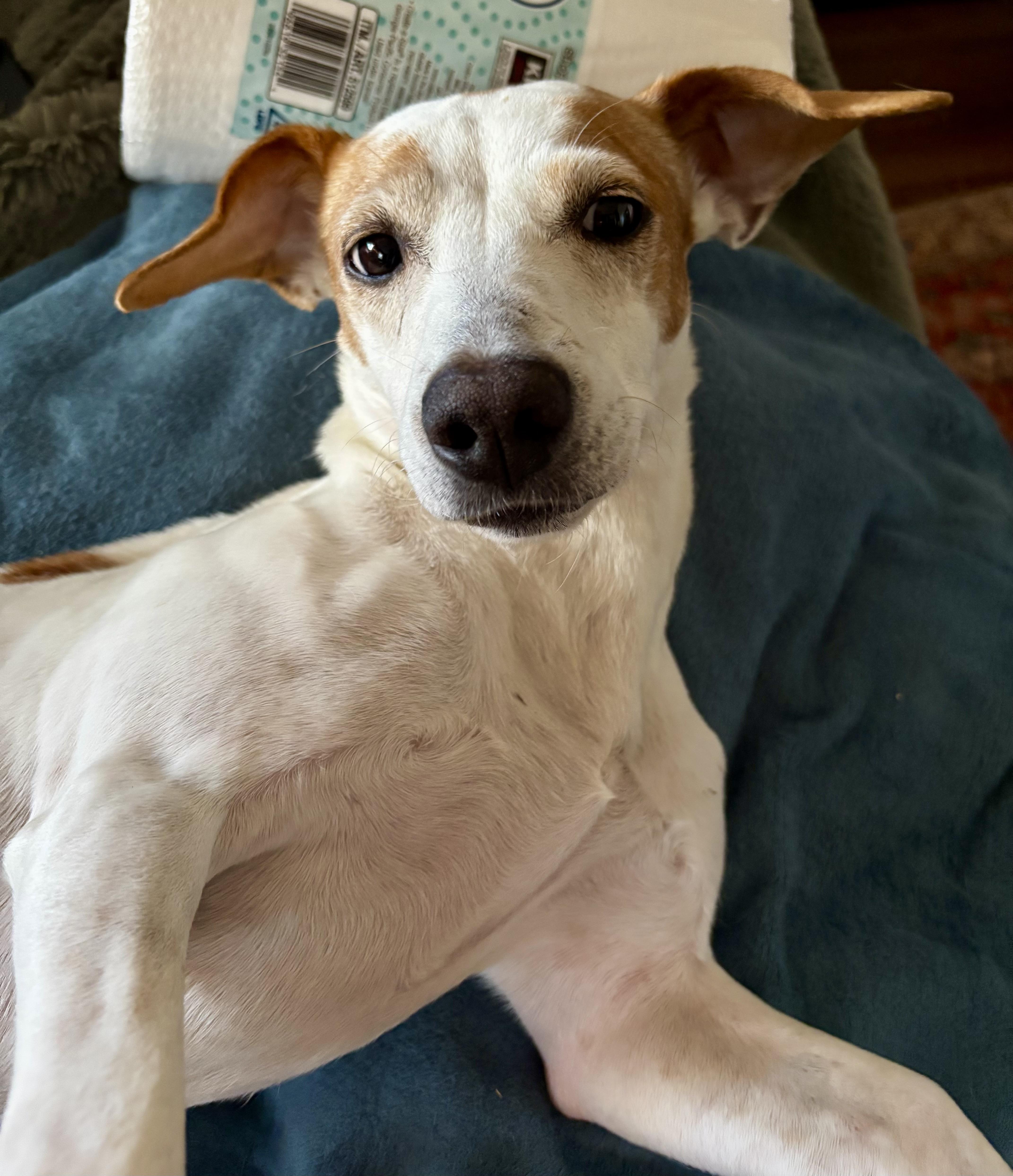 Ruby, an adopted mixed breed in Milford , CT image 2/6