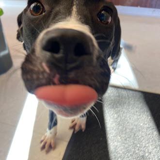 Bam Bam, a ADOPTABLE mixed breed in Germantown, TN image 4/4