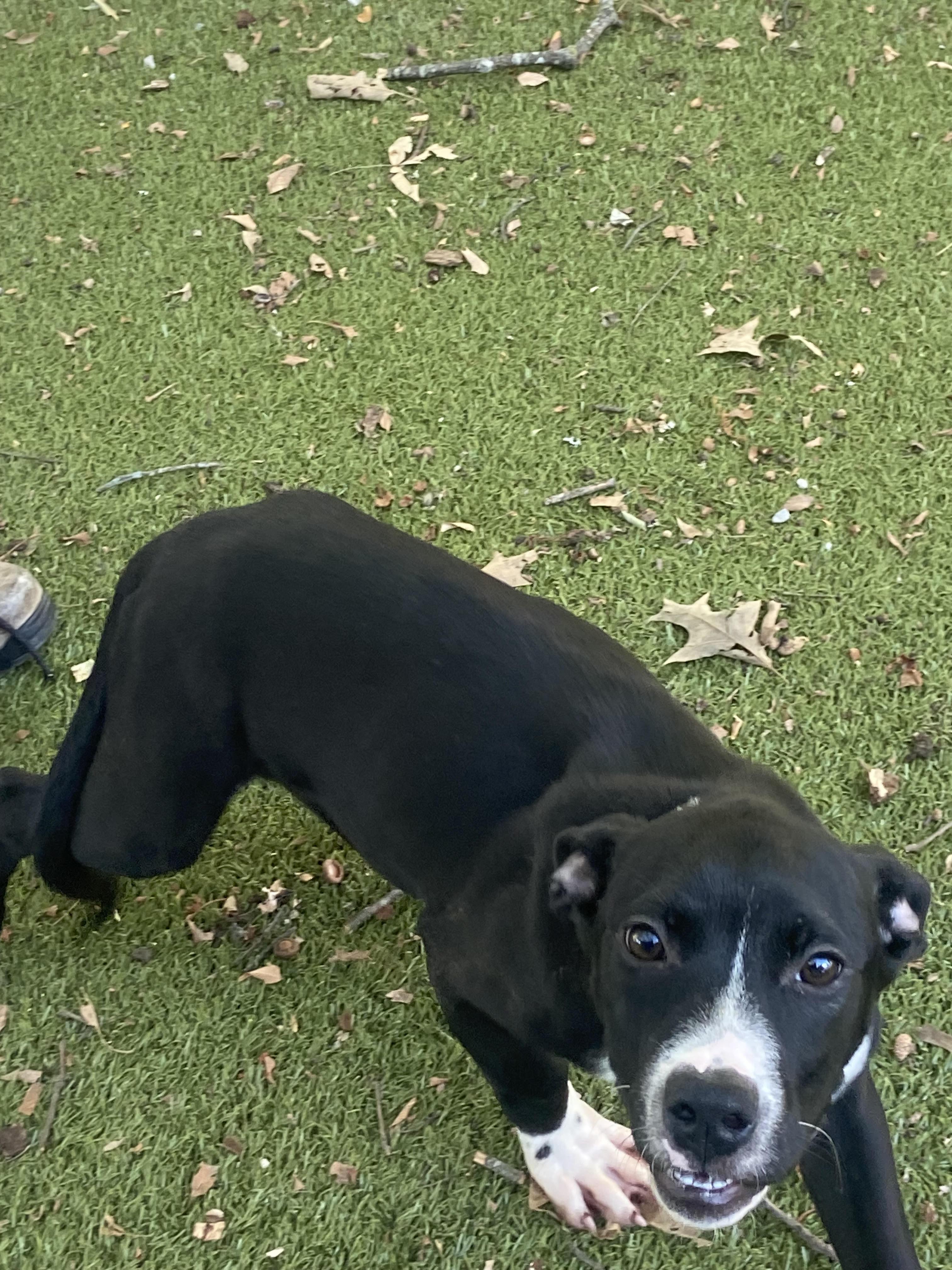 Bam Bam, ADOPTABLE, Young Male Terrier.