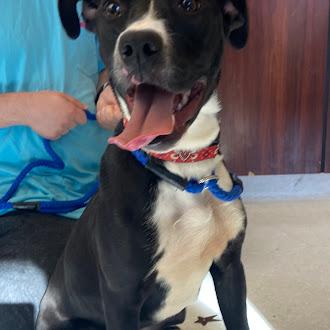 Bam Bam, a ADOPTABLE mixed breed in Germantown, TN image 1/4