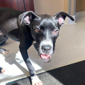 Bam Bam, a ADOPTABLE mixed breed in Germantown, TN image 2/4