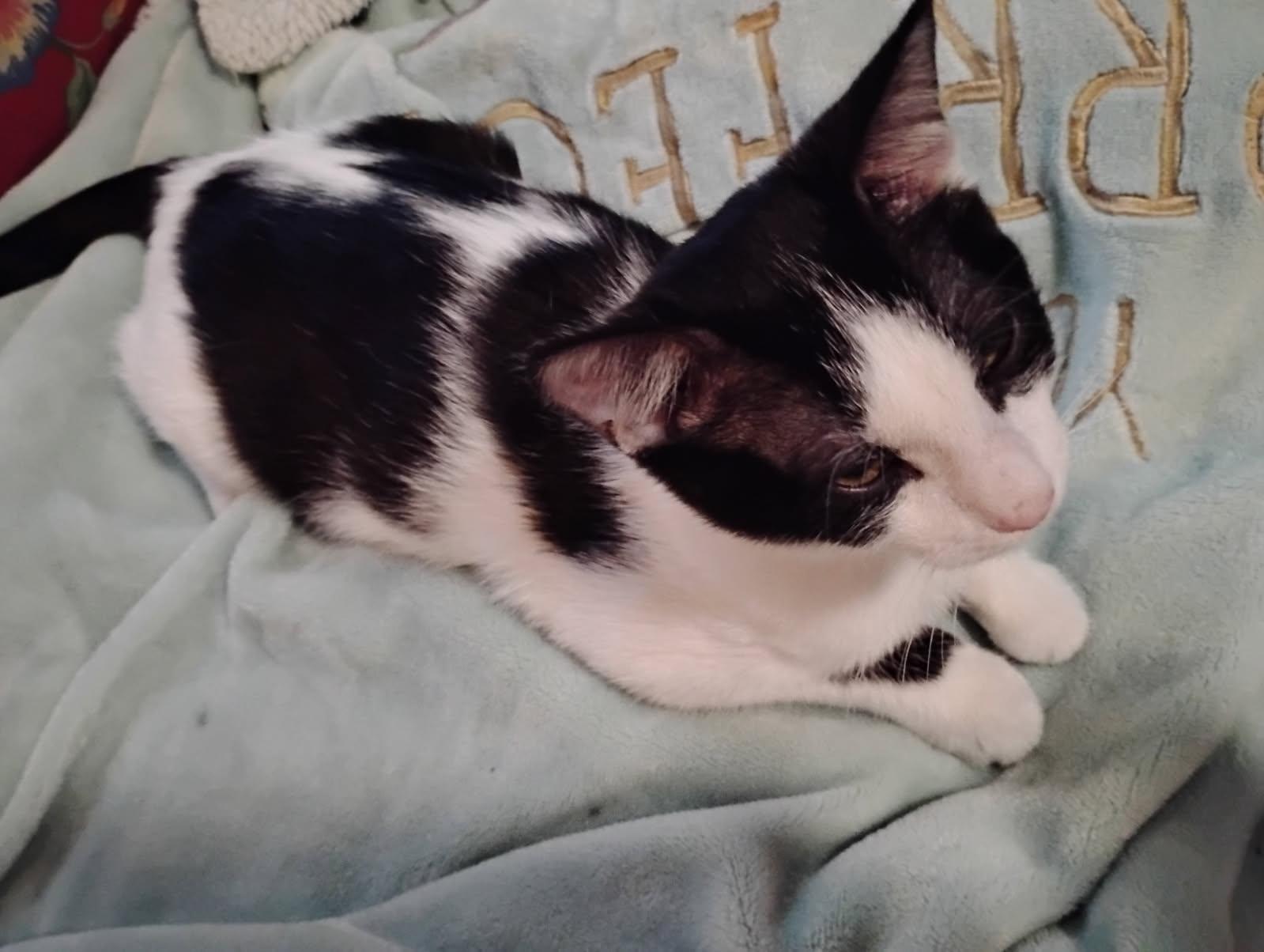 Enlarge PEPPER, a Adopted Domestic Short Hair in San Antonio, TX image 1/3