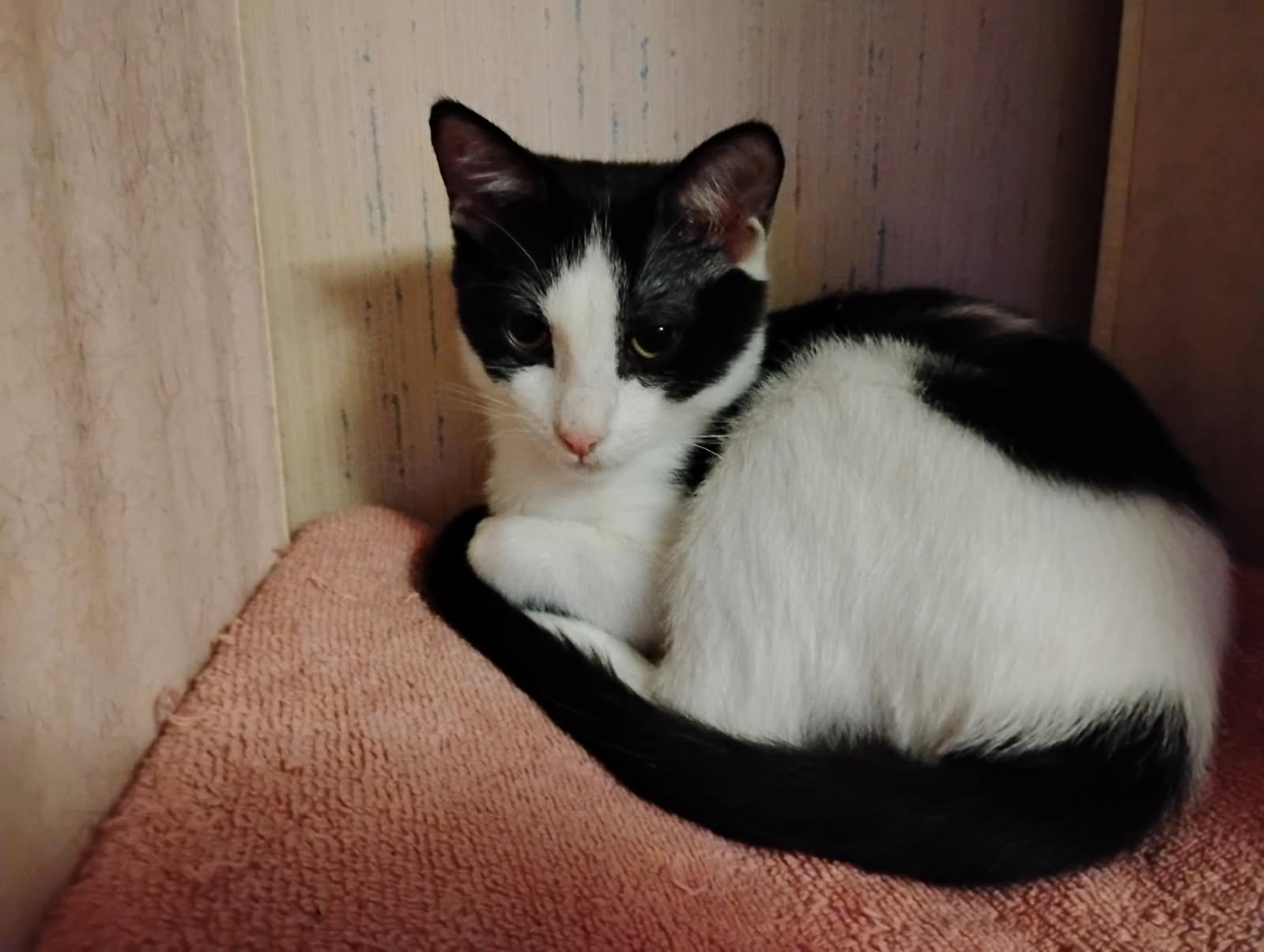 Enlarge PEPPER, a Adopted Domestic Short Hair in San Antonio, TX image 3/3