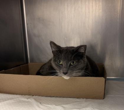 Dana, ADOPTABLE, Adult Female Domestic Short Hair.