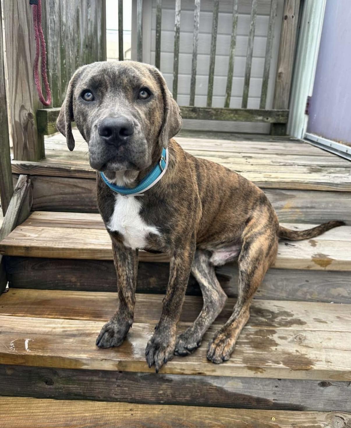 Mr Handsome lives up to his name  this big beefy Cane CorsoMastiffLab mix is 80 pounds of goofy
