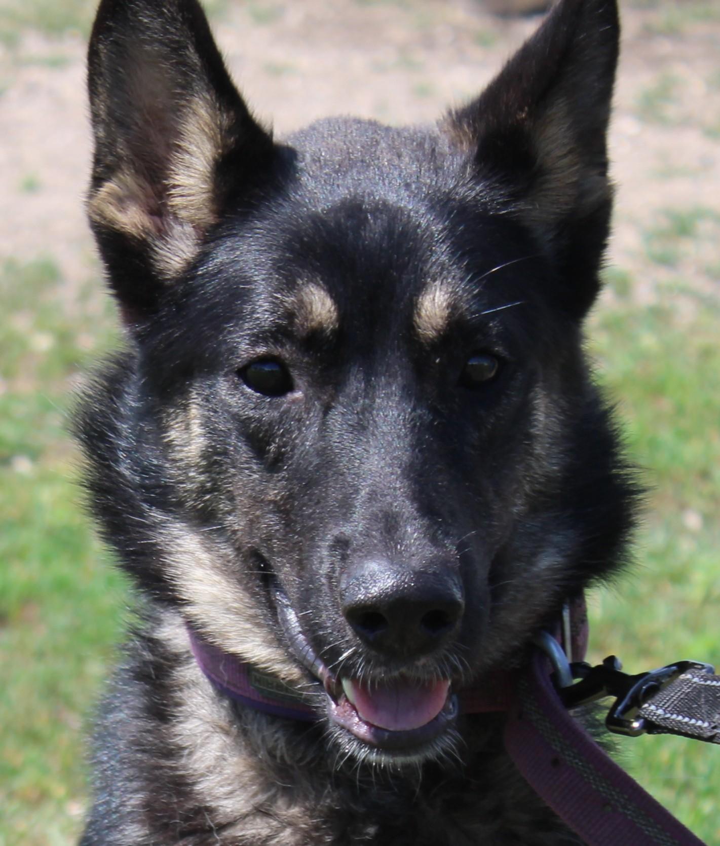 Brandy, Adoptable, Young Female German Shepherd Dog & Siberian Husky.