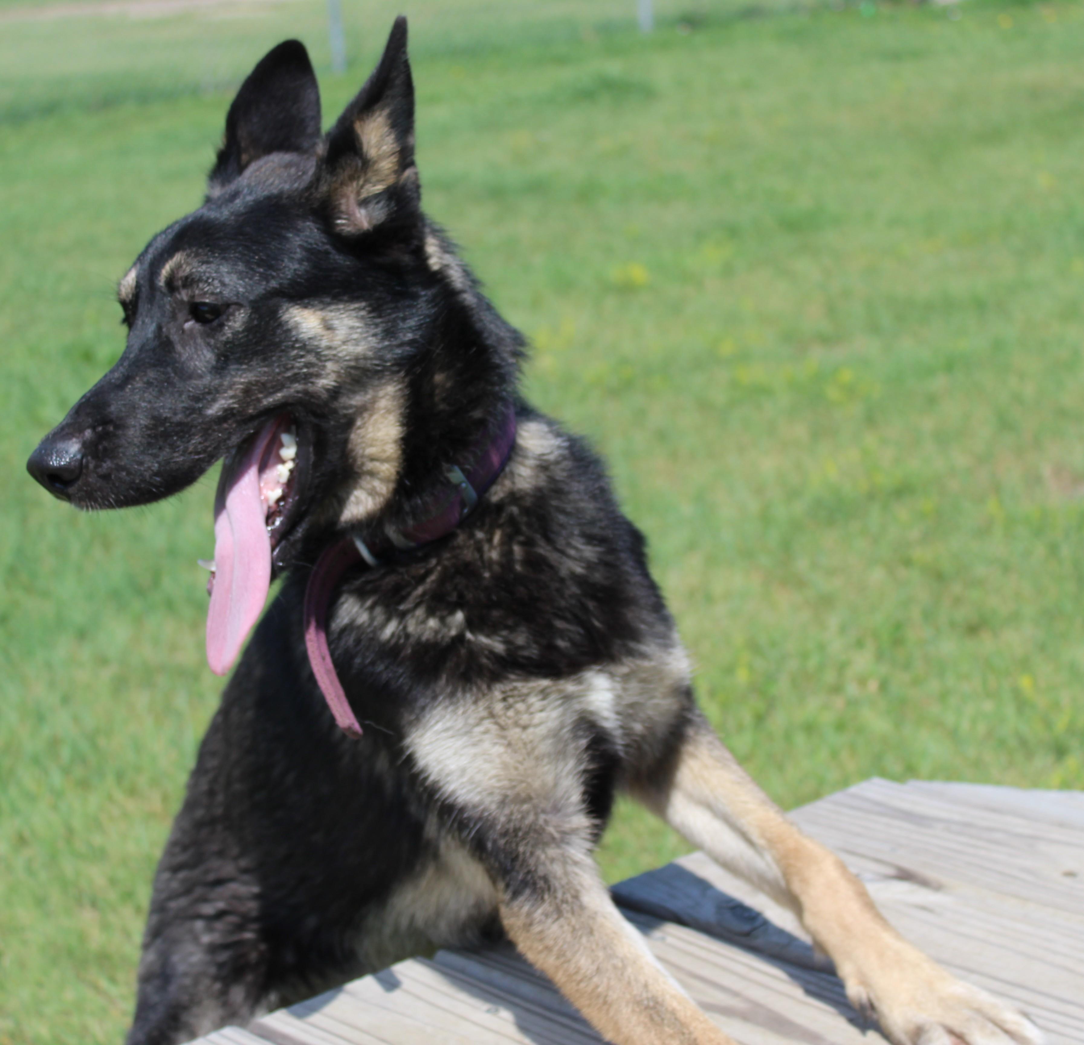 Brandy, an adoptable German Shepherd Dog, Siberian Husky in Huron, SD, 57350 | Photo Image 3