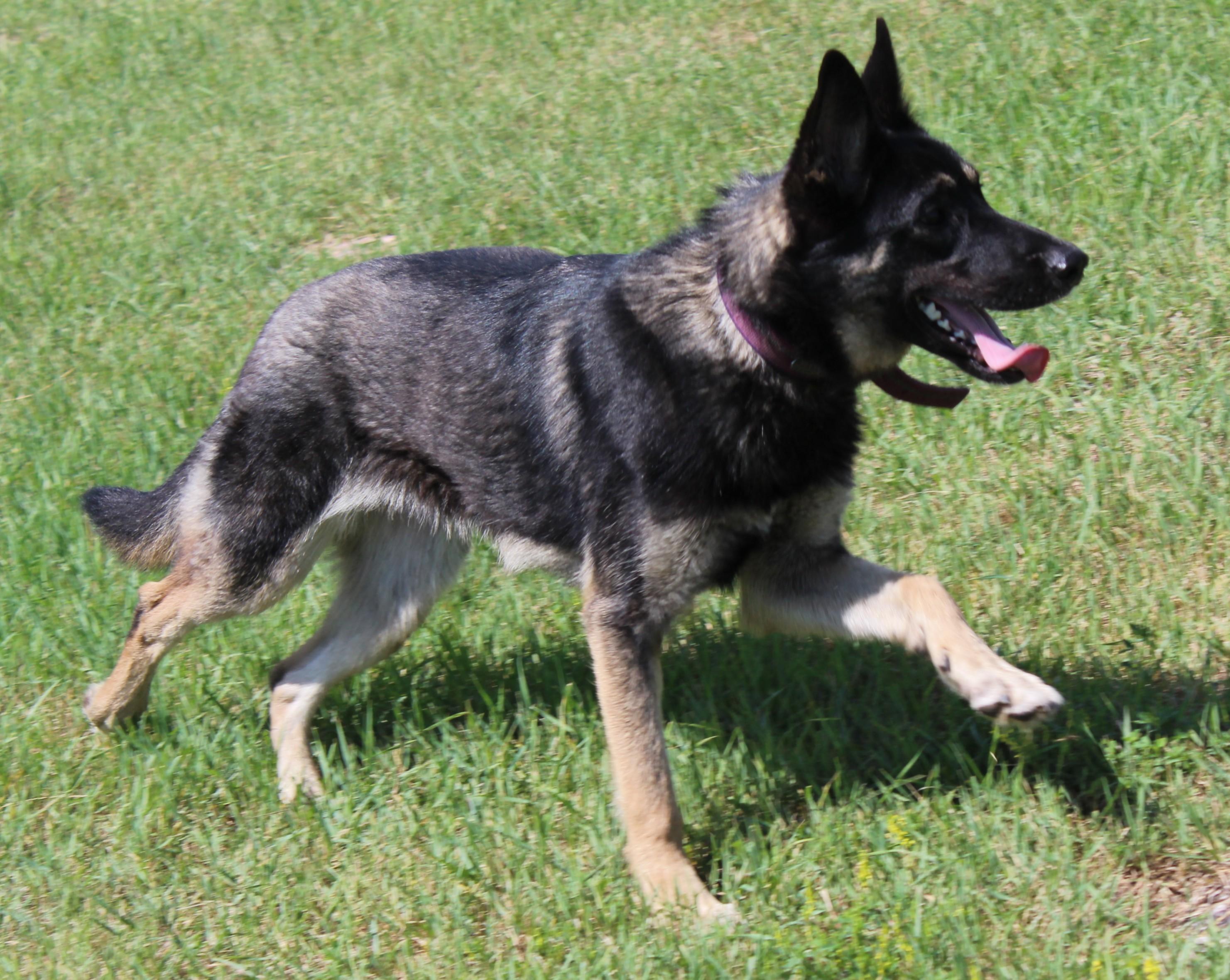 Brandy, an adoptable German Shepherd Dog, Siberian Husky in Huron, SD, 57350 | Photo Image 2