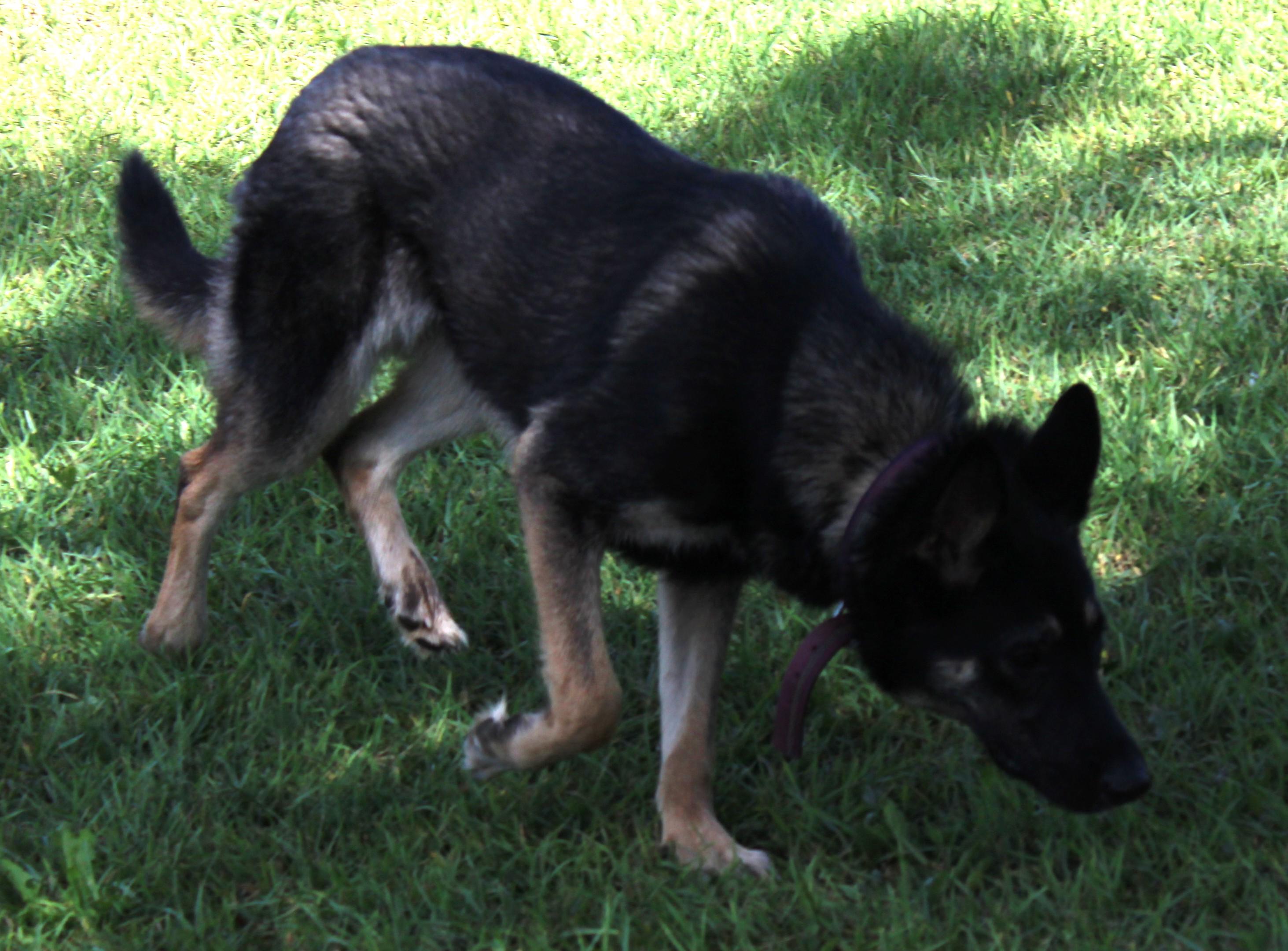 Enlarge Brandy, a Adoptable mixed breed in Huron, SD image 4/4