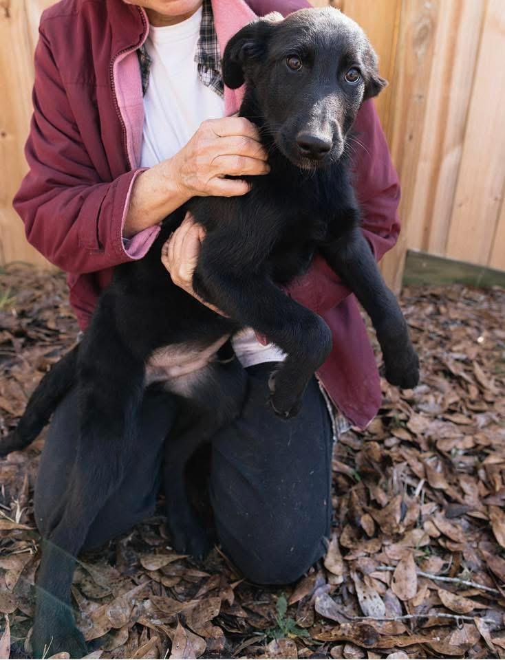 Fruitcake thumbnail 4