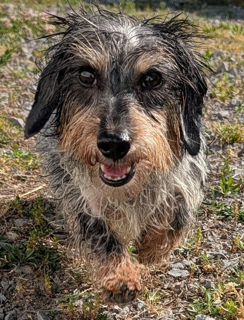 Enlarge Poppy in TN, a ADOPTABLE Dachshund in Shelbyville, TN image 1/6