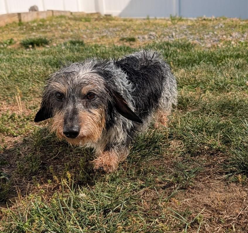 Enlarge Poppy in TN, a ADOPTABLE Dachshund in Shelbyville, TN image 5/6