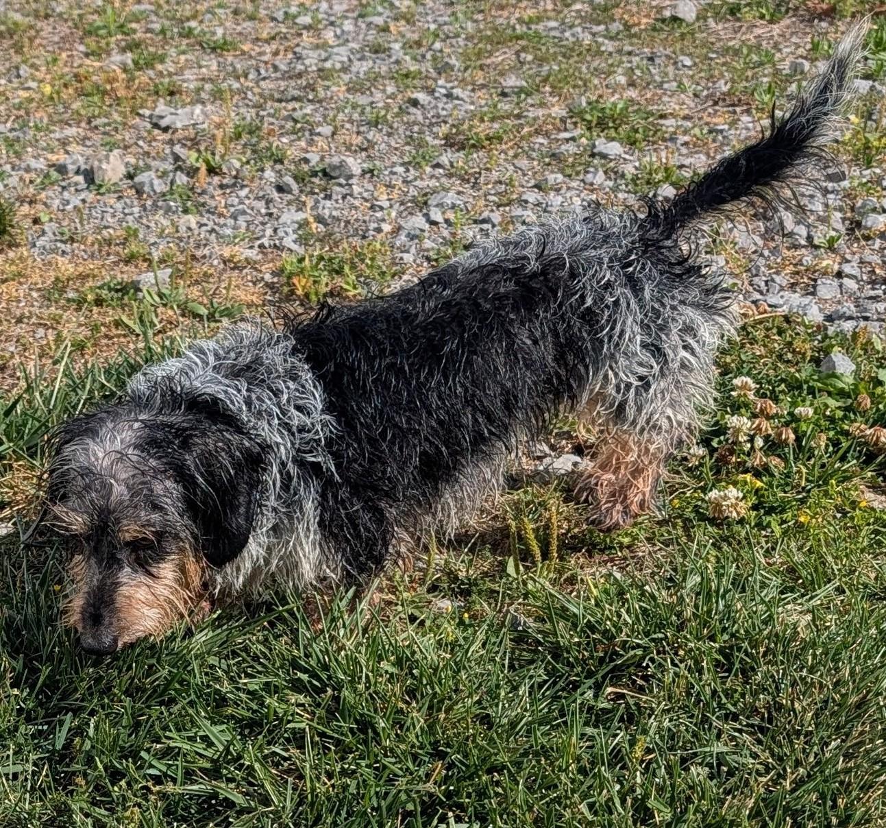 Enlarge Poppy in TN, a ADOPTABLE Dachshund in Shelbyville, TN image 4/6