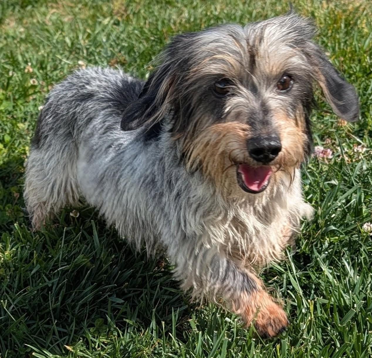 Enlarge Poppy in TN, a ADOPTABLE Dachshund in Shelbyville, TN image 3/6
