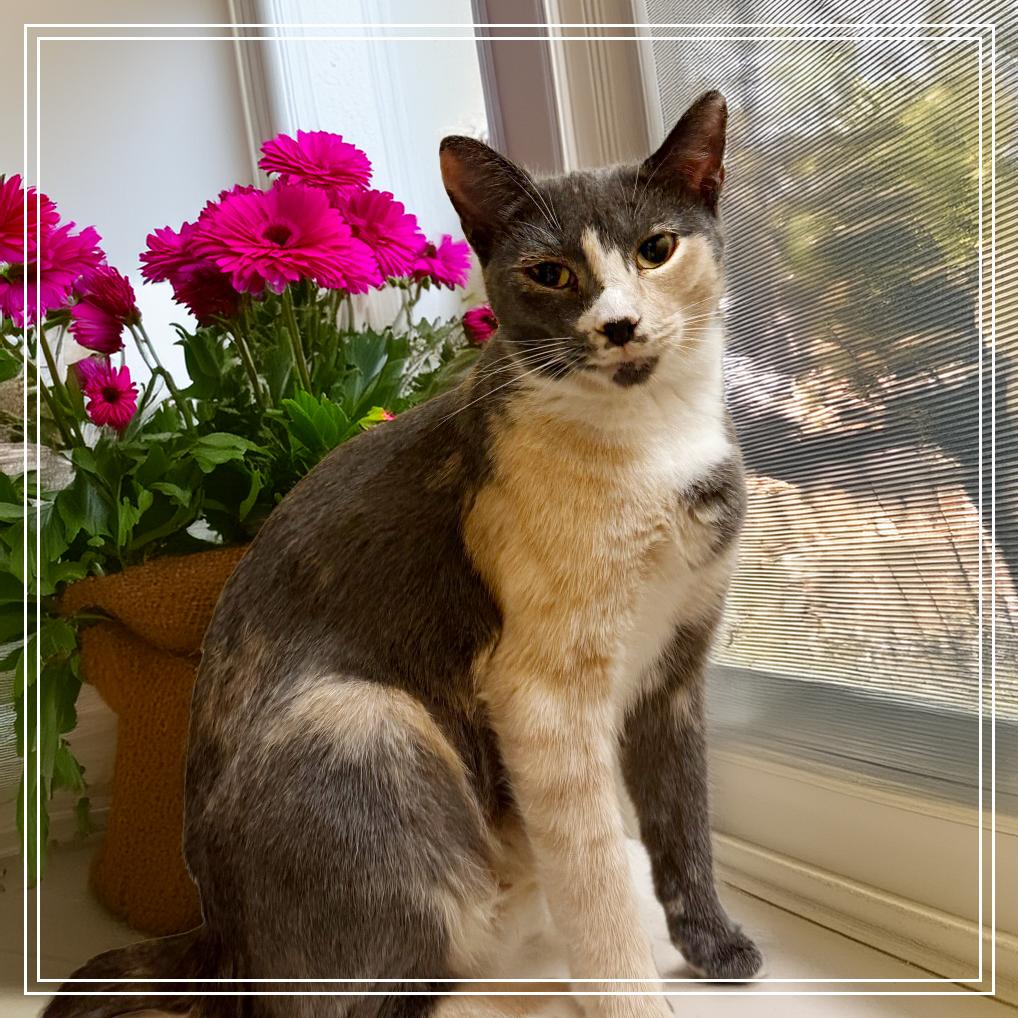 Enlarge Penny, a Adoptable Domestic Short Hair in Long Beach, CA image 1/1