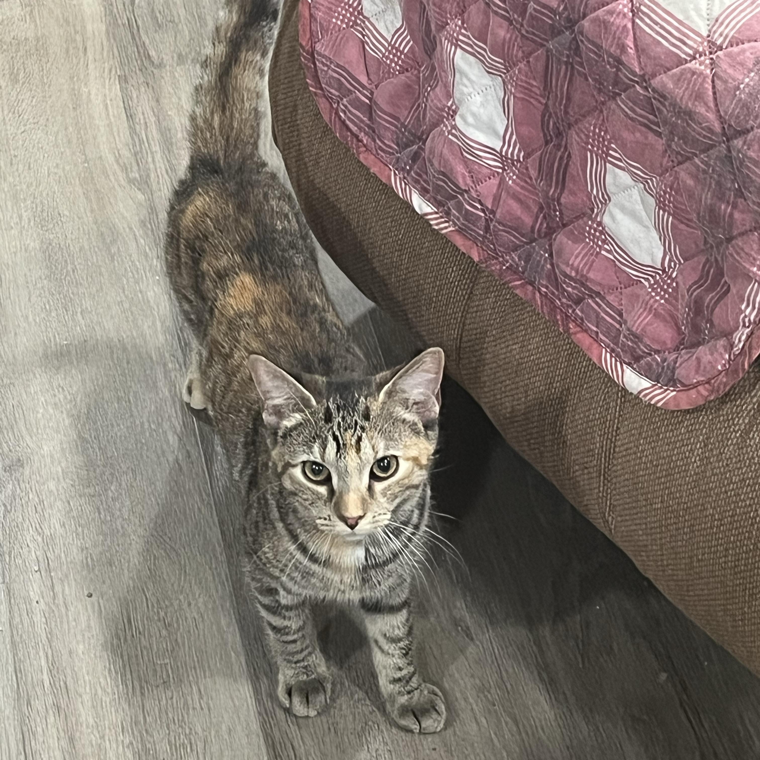 Tammi, Adoptable, Young Female Tabby & Domestic Short Hair.