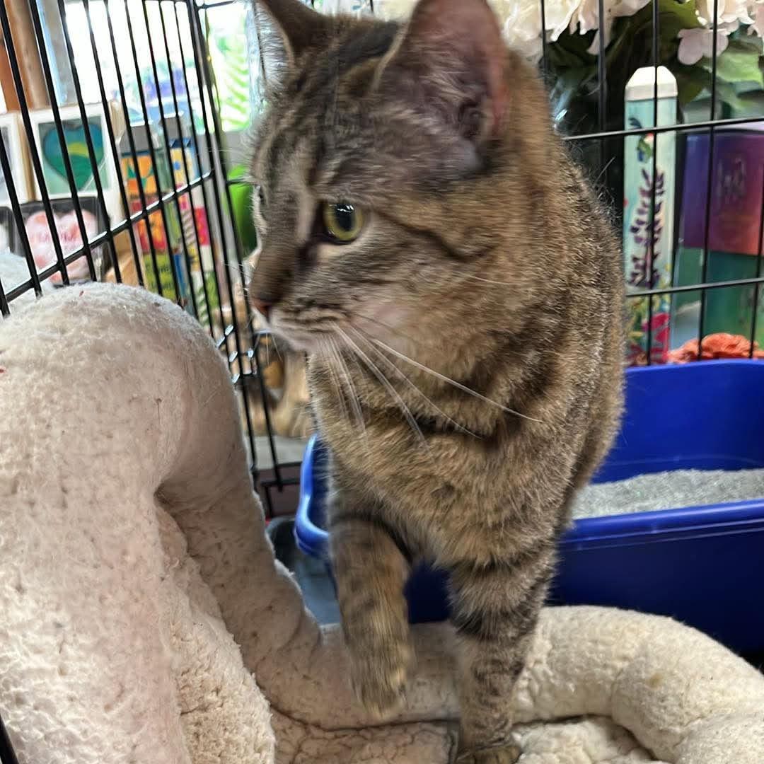 Enlarge Tammi, a Adoptable mixed breed in Harrisburg, PA image 3/3