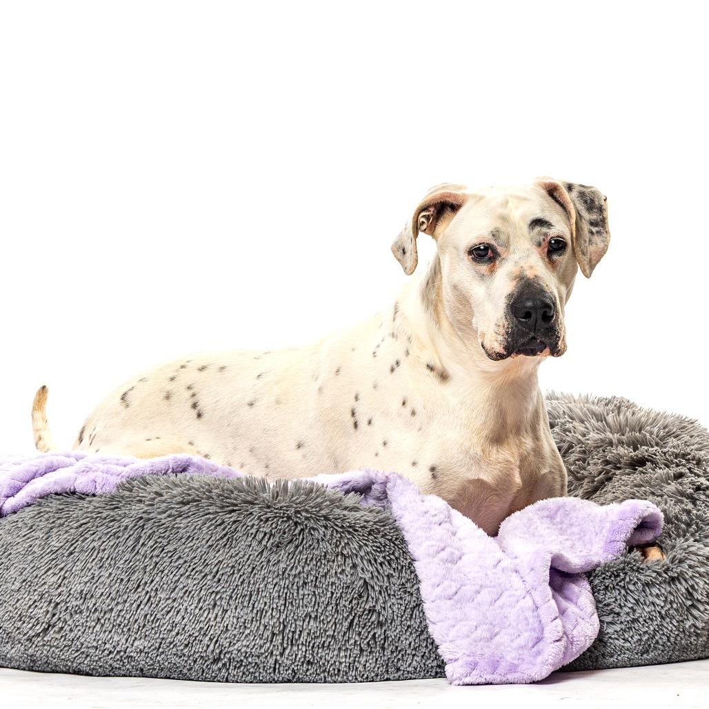 Enlarge Britnee, a Adoptable mixed breed in Reno, NV image 1/6