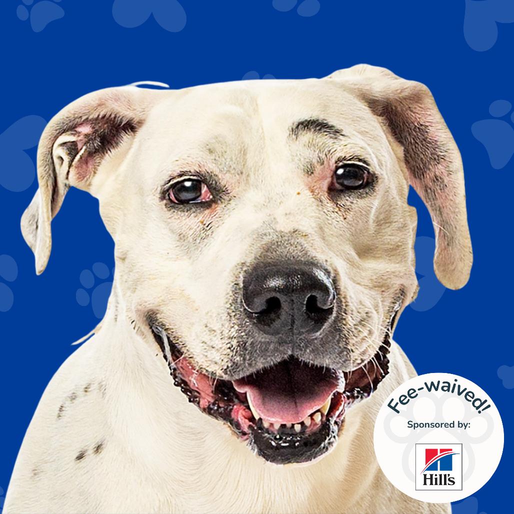 Enlarge Britnee, a Adoptable mixed breed in Reno, NV image 2/6